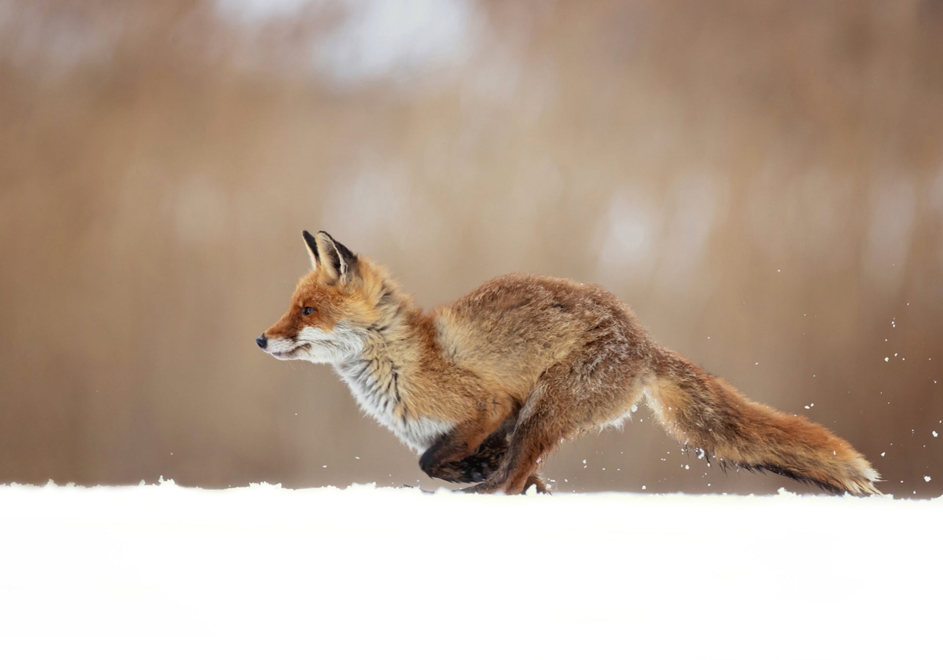 Rotfuchs-Schneesprint