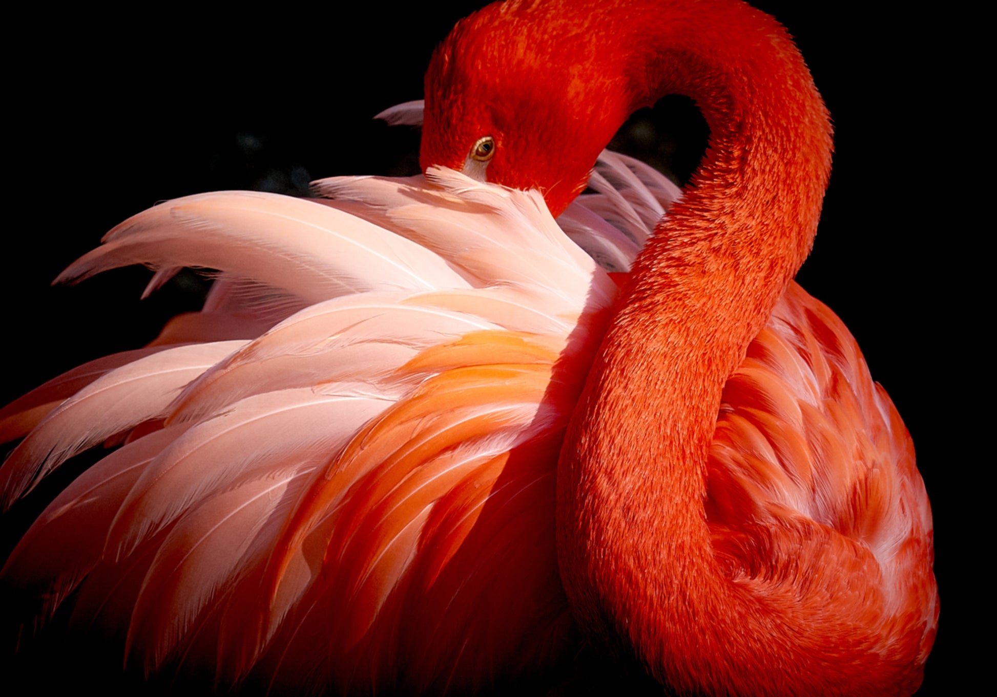 Eleganter rosa Flamingo