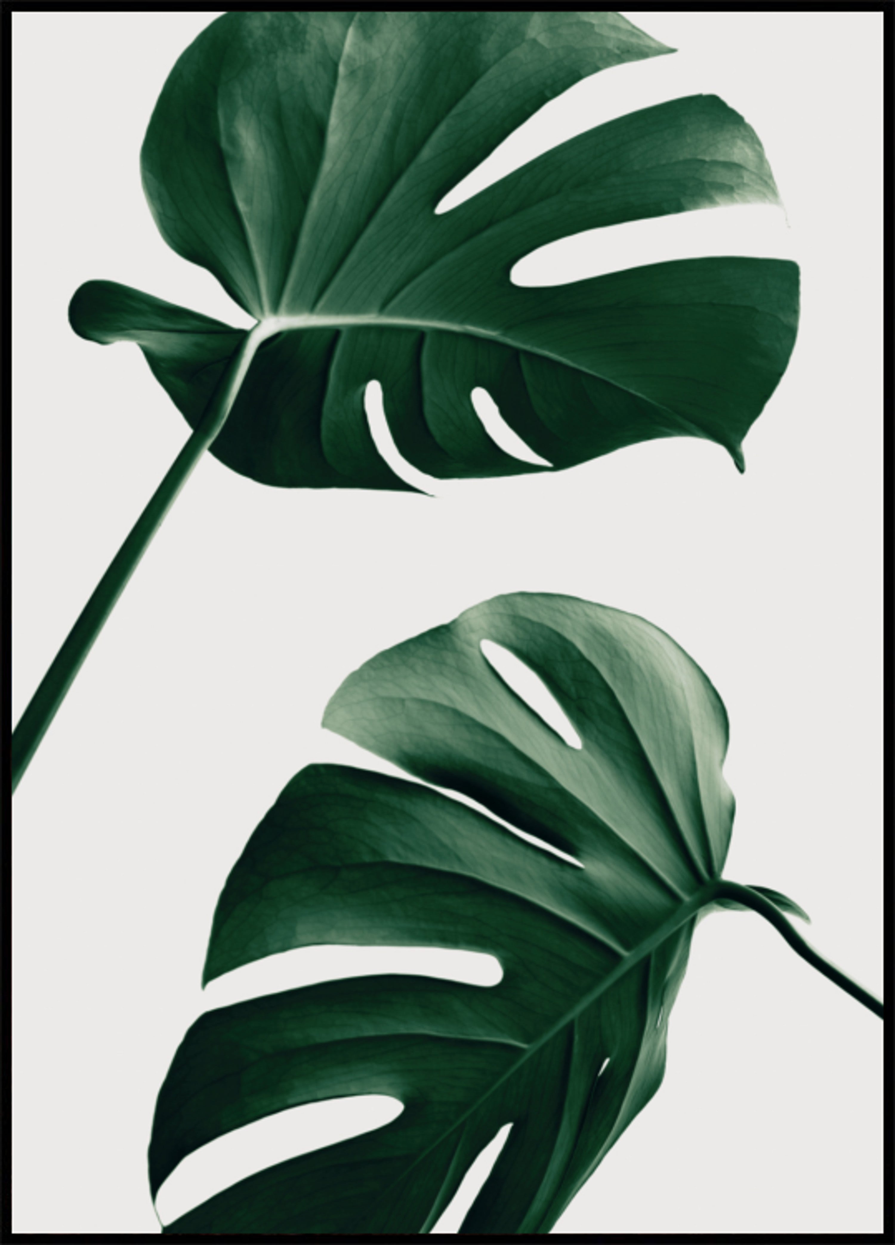 Tropische Monstera-Blätter