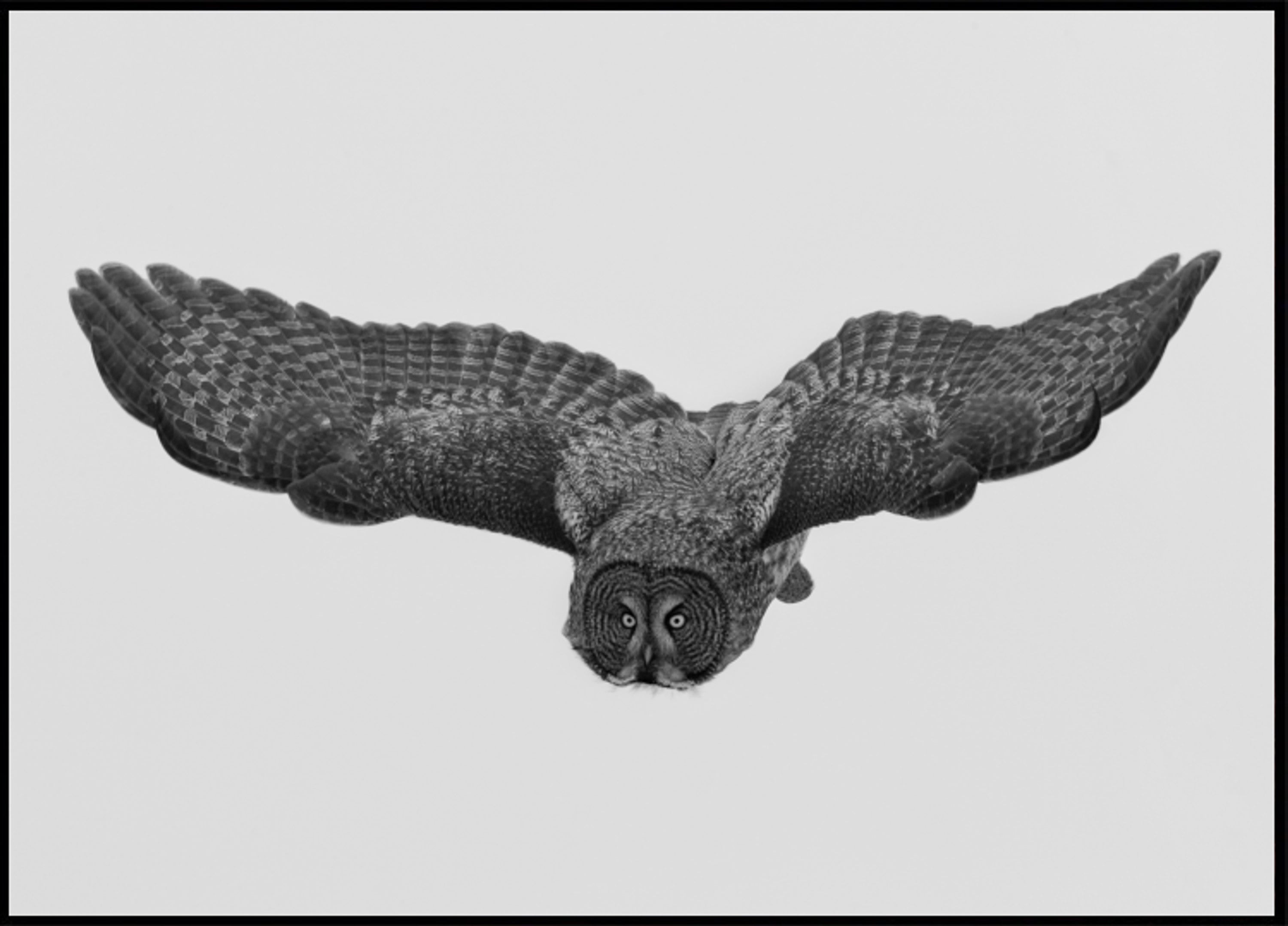 Majestätische Eule im Flug