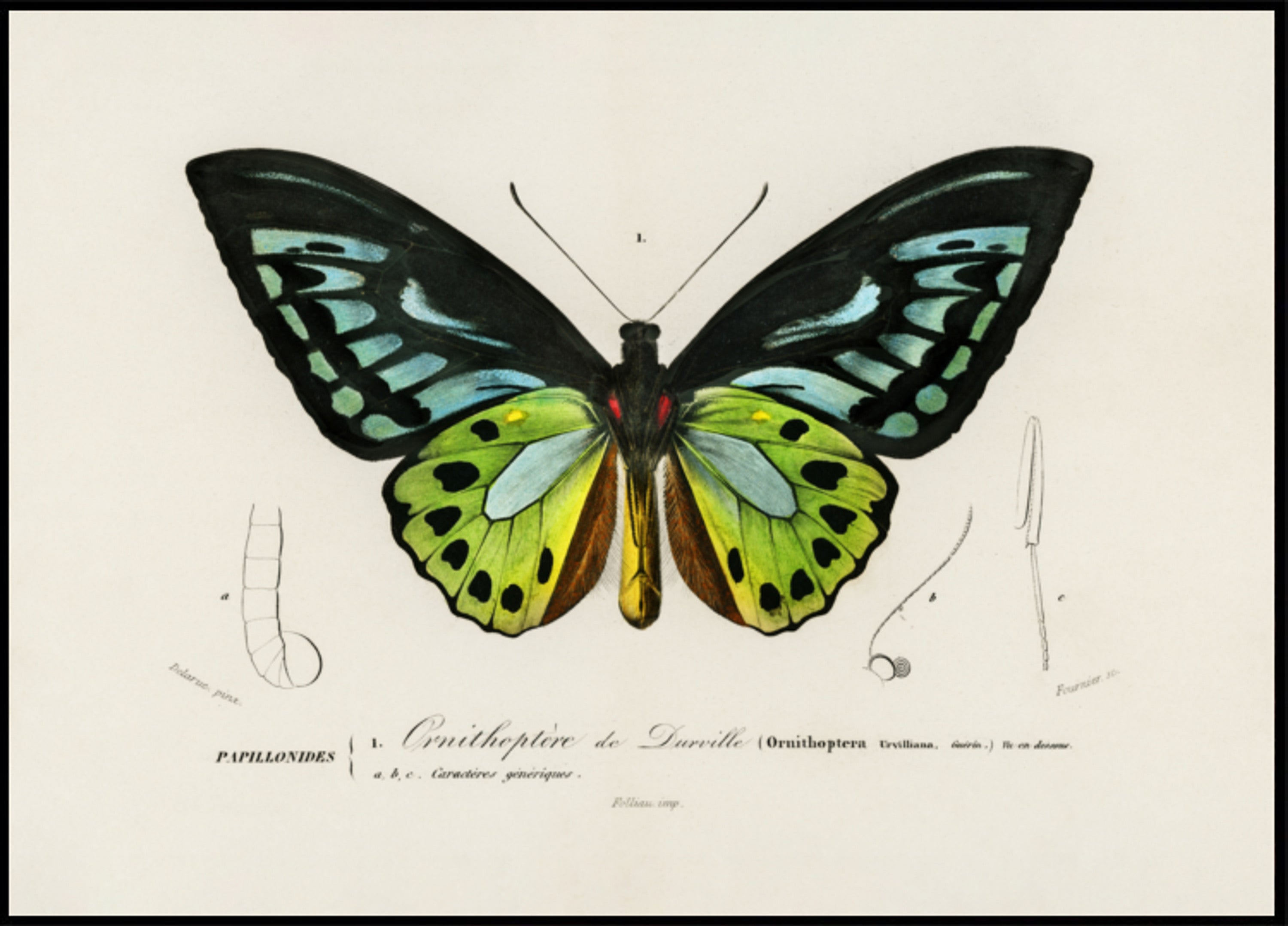 Grüner Birdwing-Schmetterling