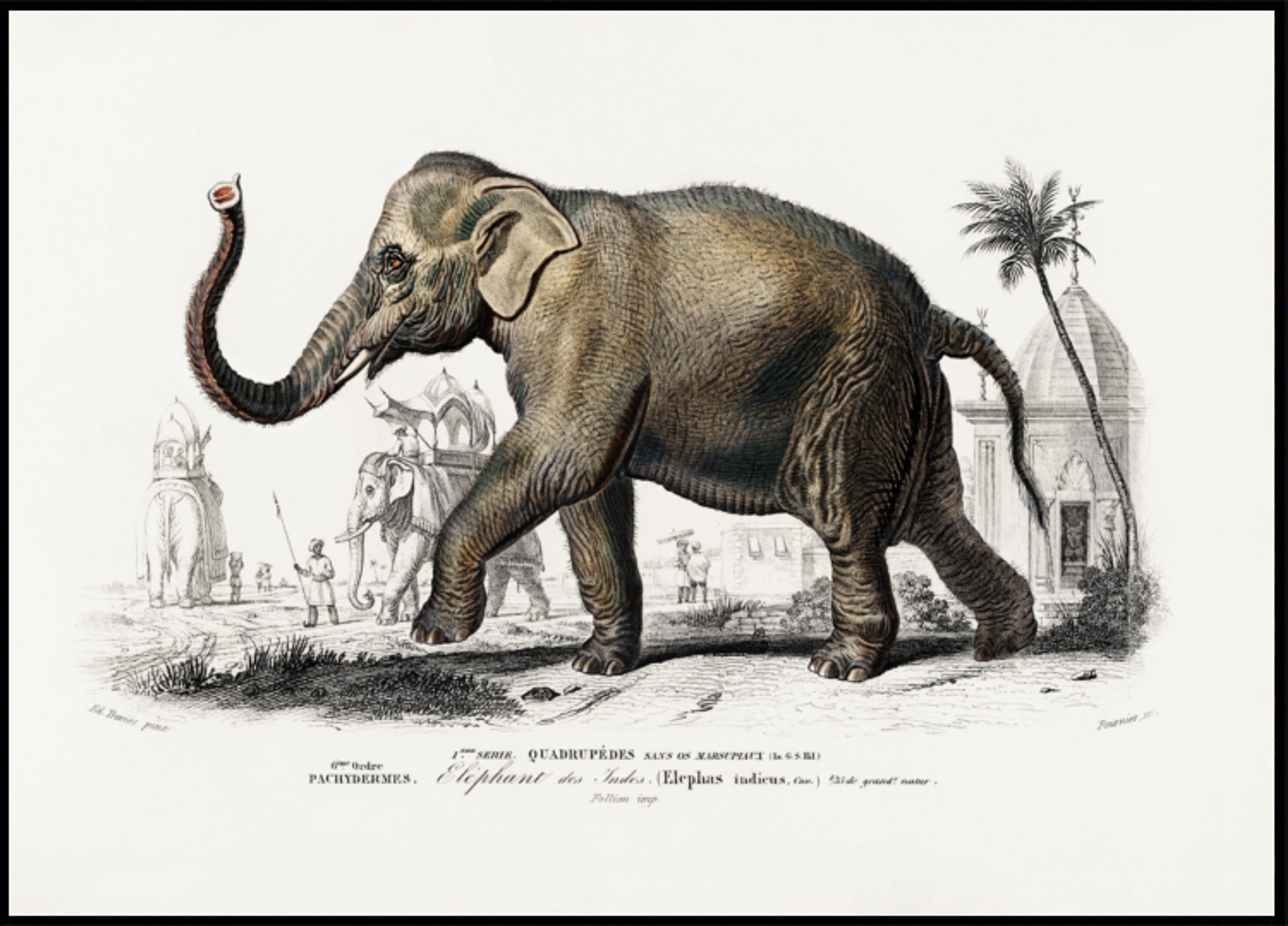 Asiatischer Elefant