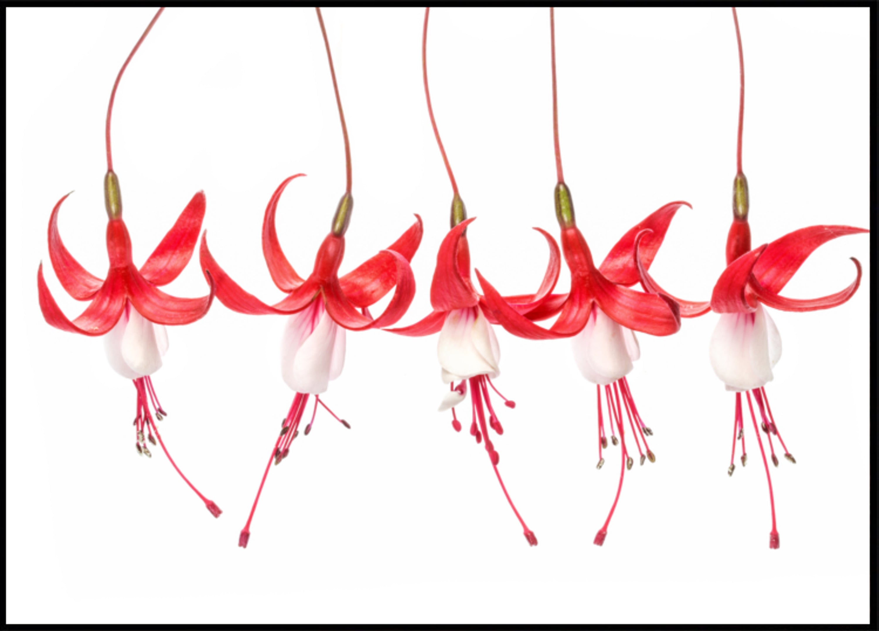 Fuchsia