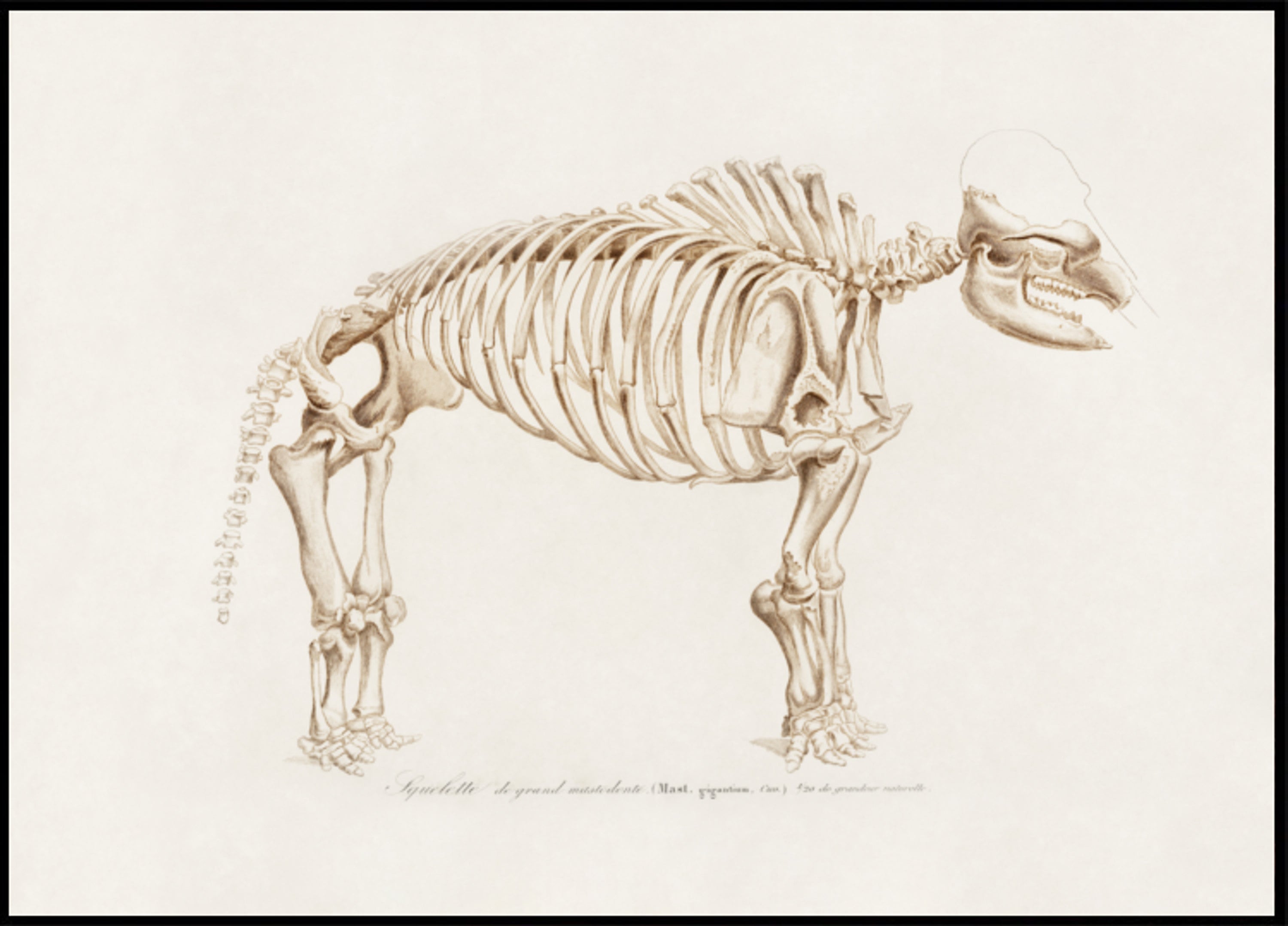 Mammut