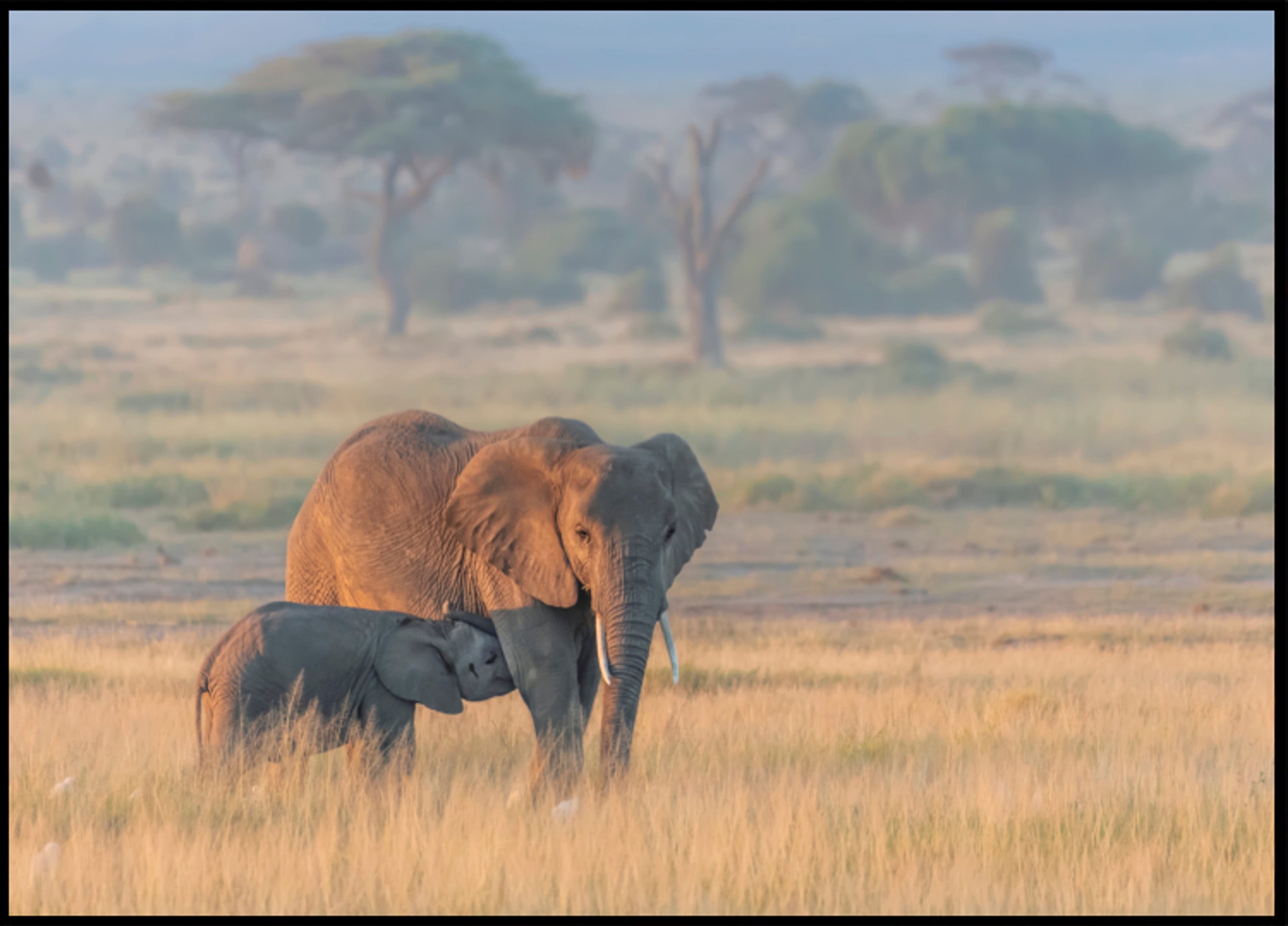 Afrikanisches Elefantenmutterkalb