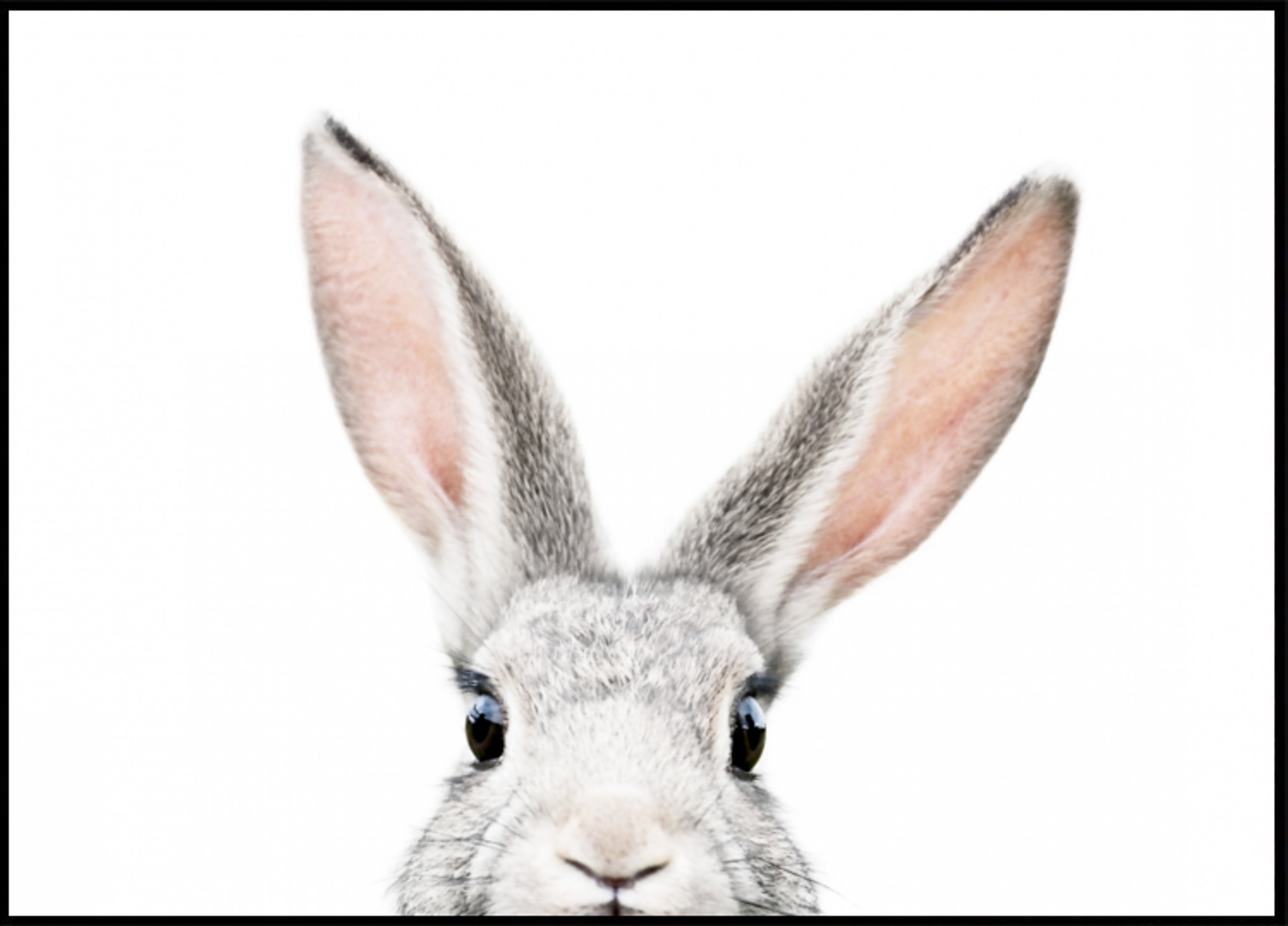Spähender Hase
