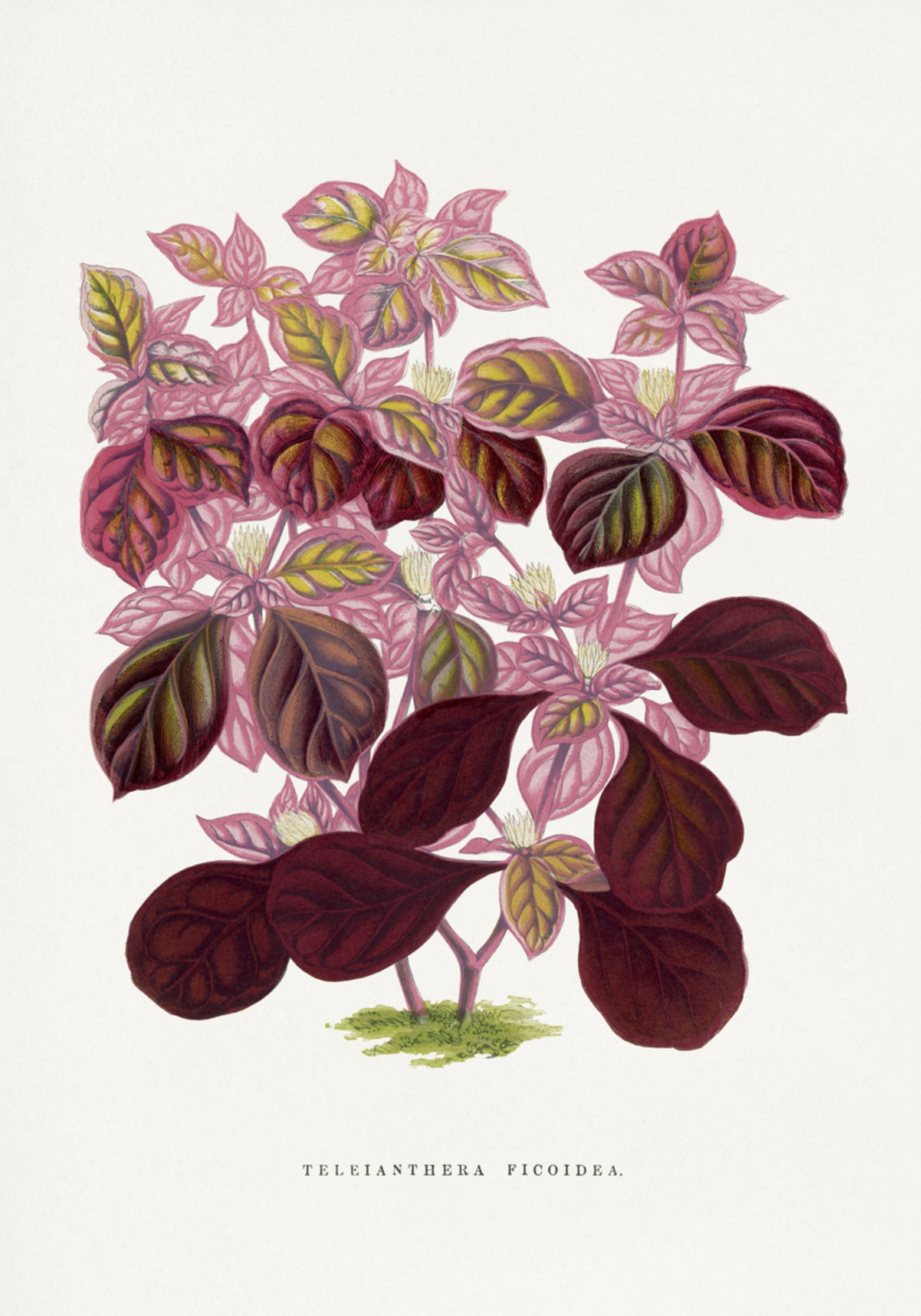 Rosa Teleianthera Ficoidea-Blatt-Illustration