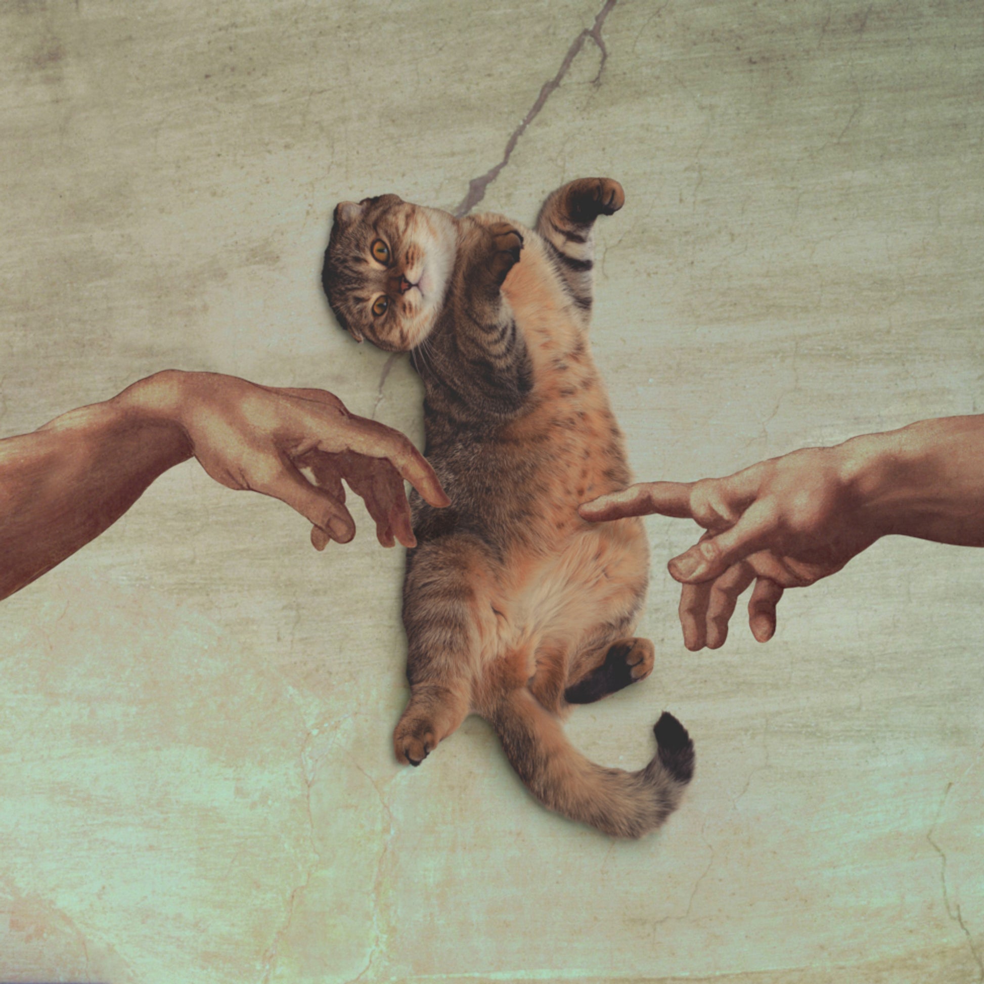 Die Erschaffung der Katze