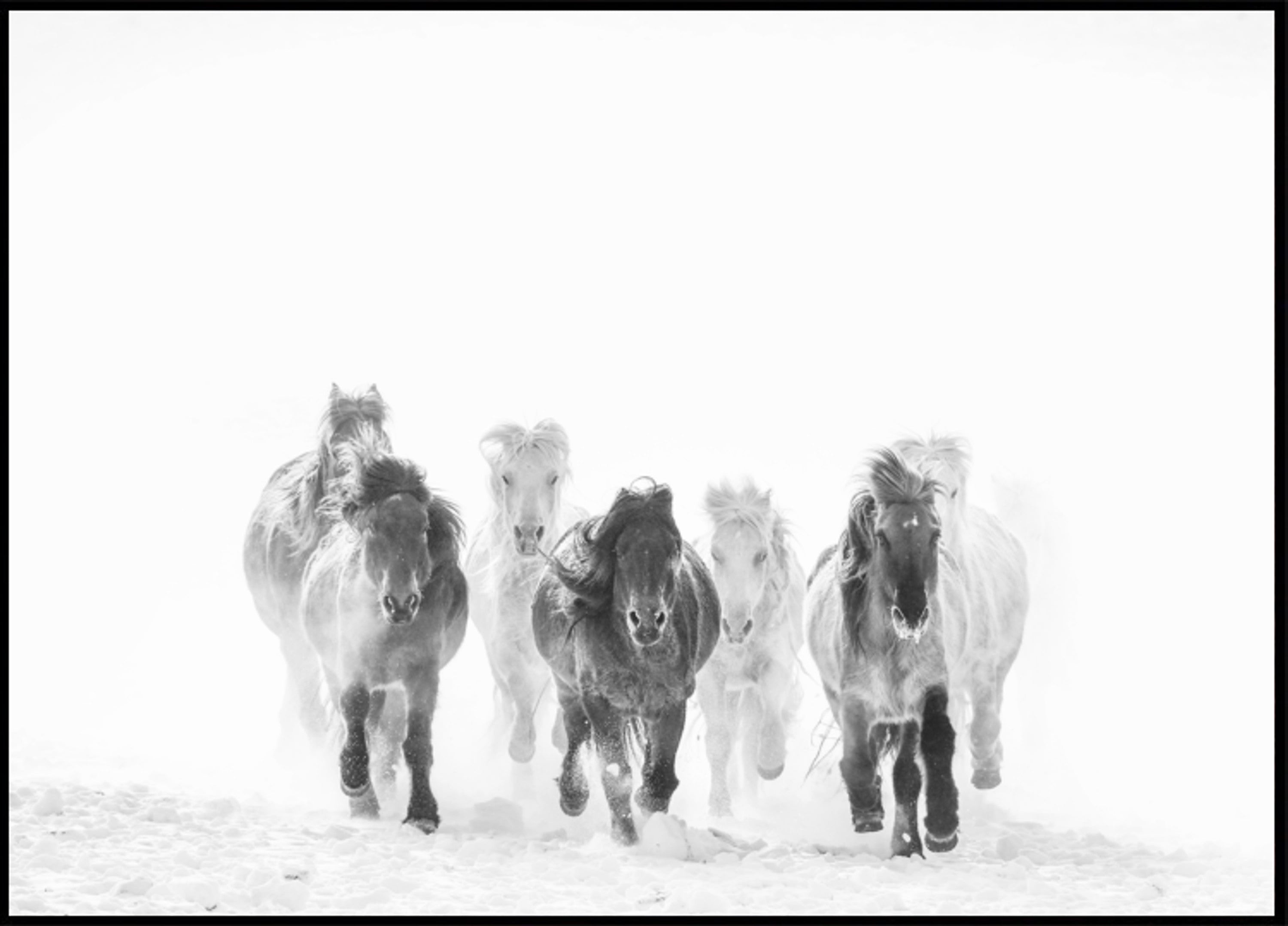 Majestätische Pferde im Winter
