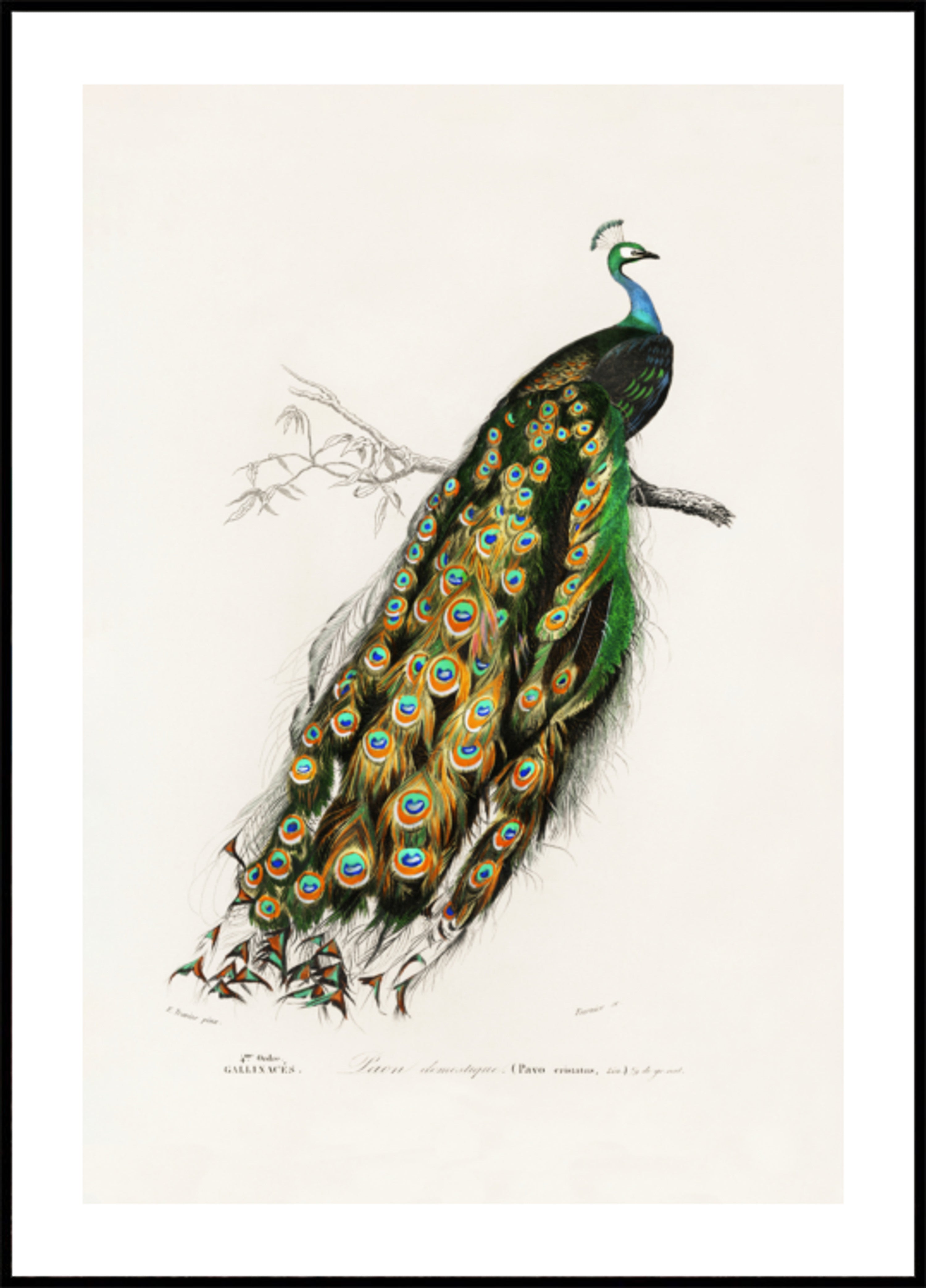 Indischer Pfau Pfau