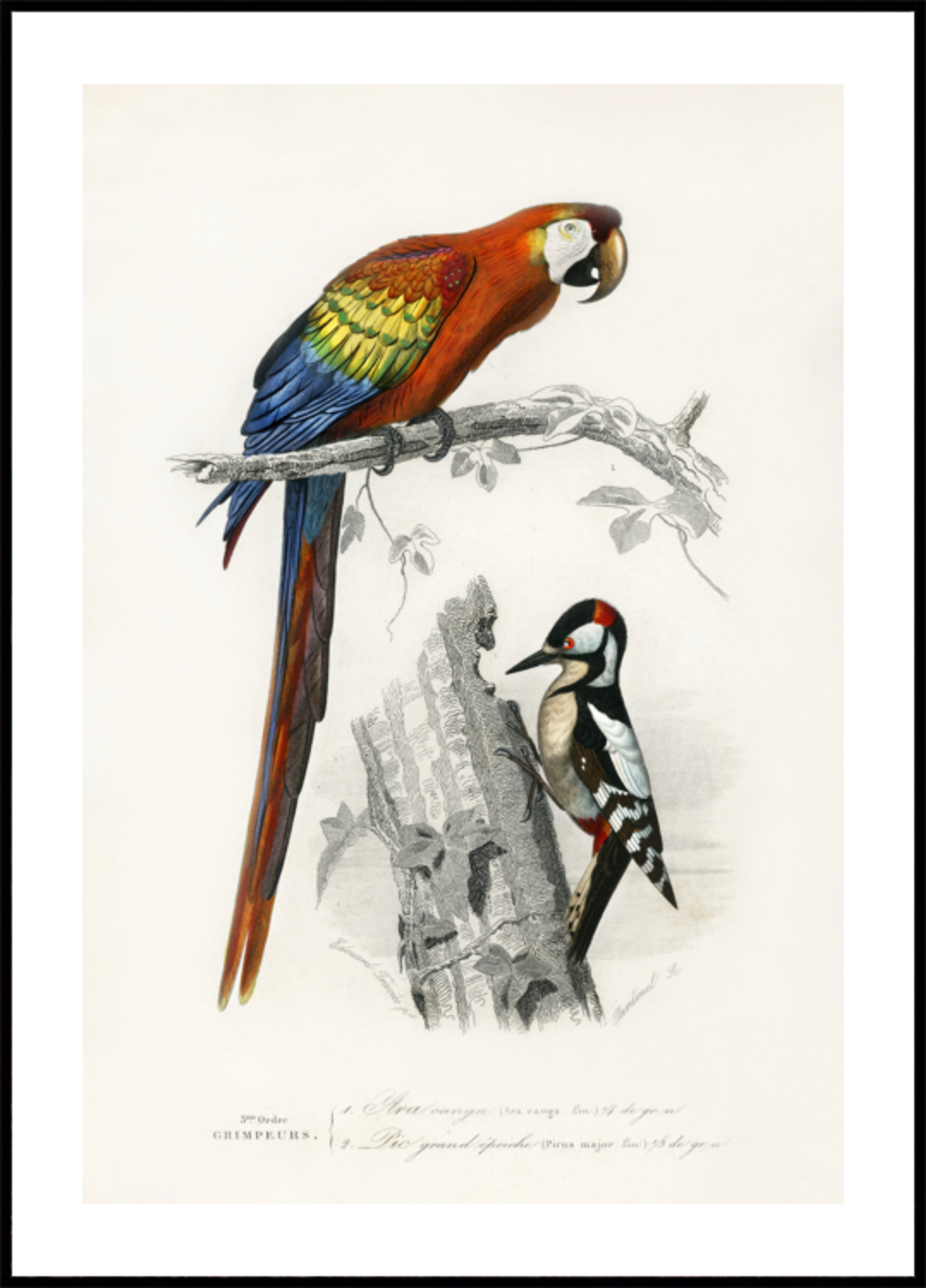 Vögel II