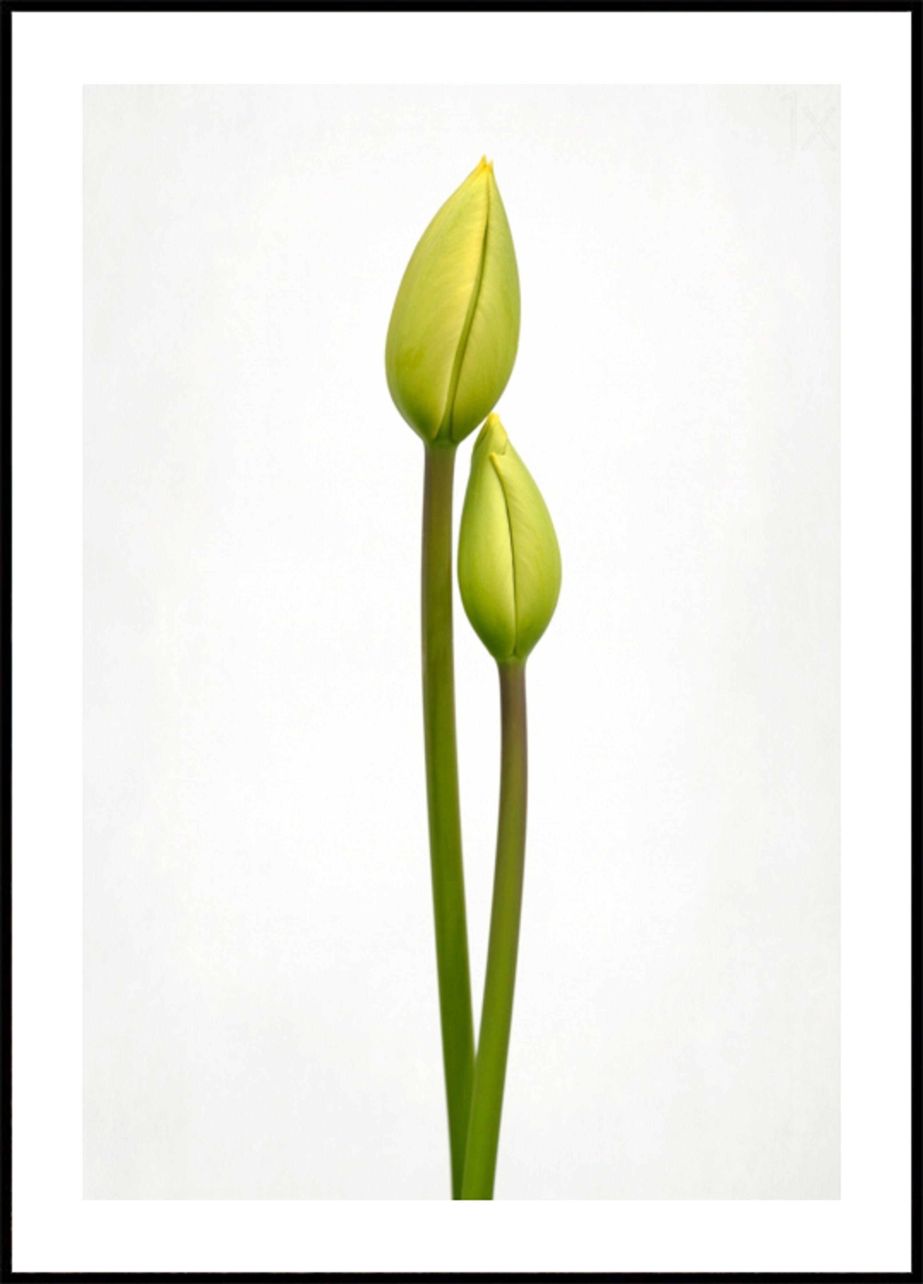 Grüne Tulpenknospen