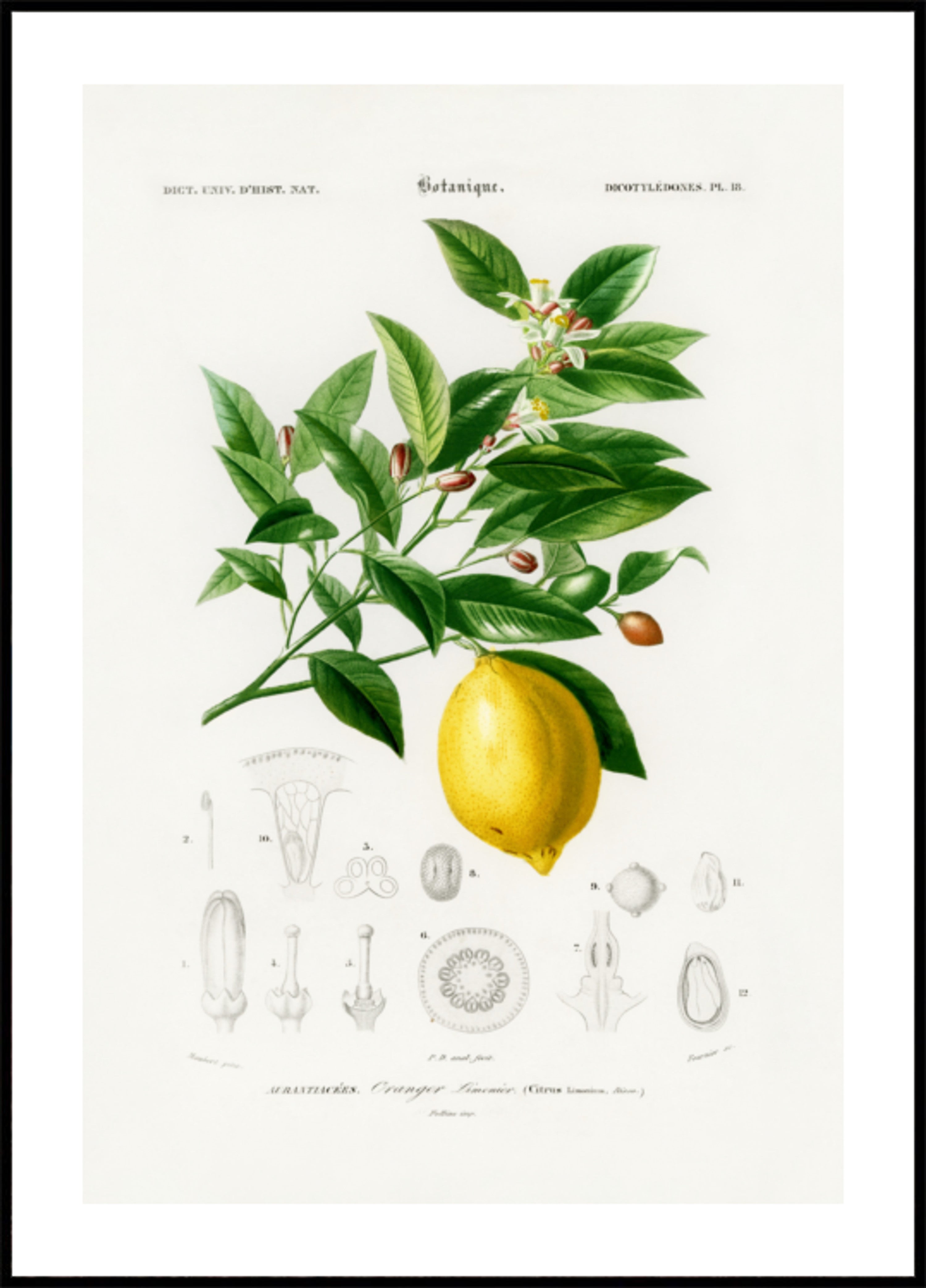 Zitrone (Citrus Limonium)