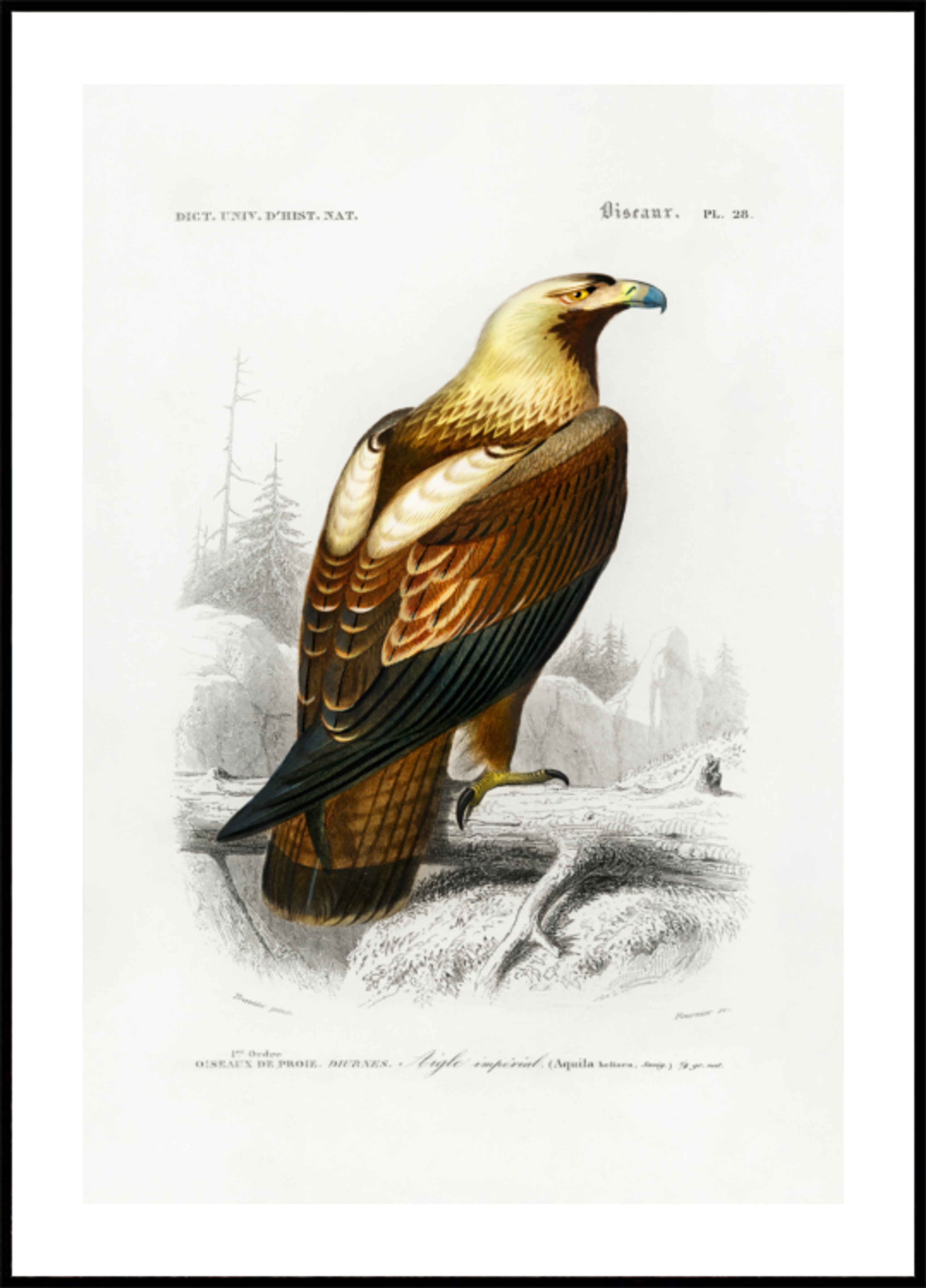 Östlicher Kaiseradler