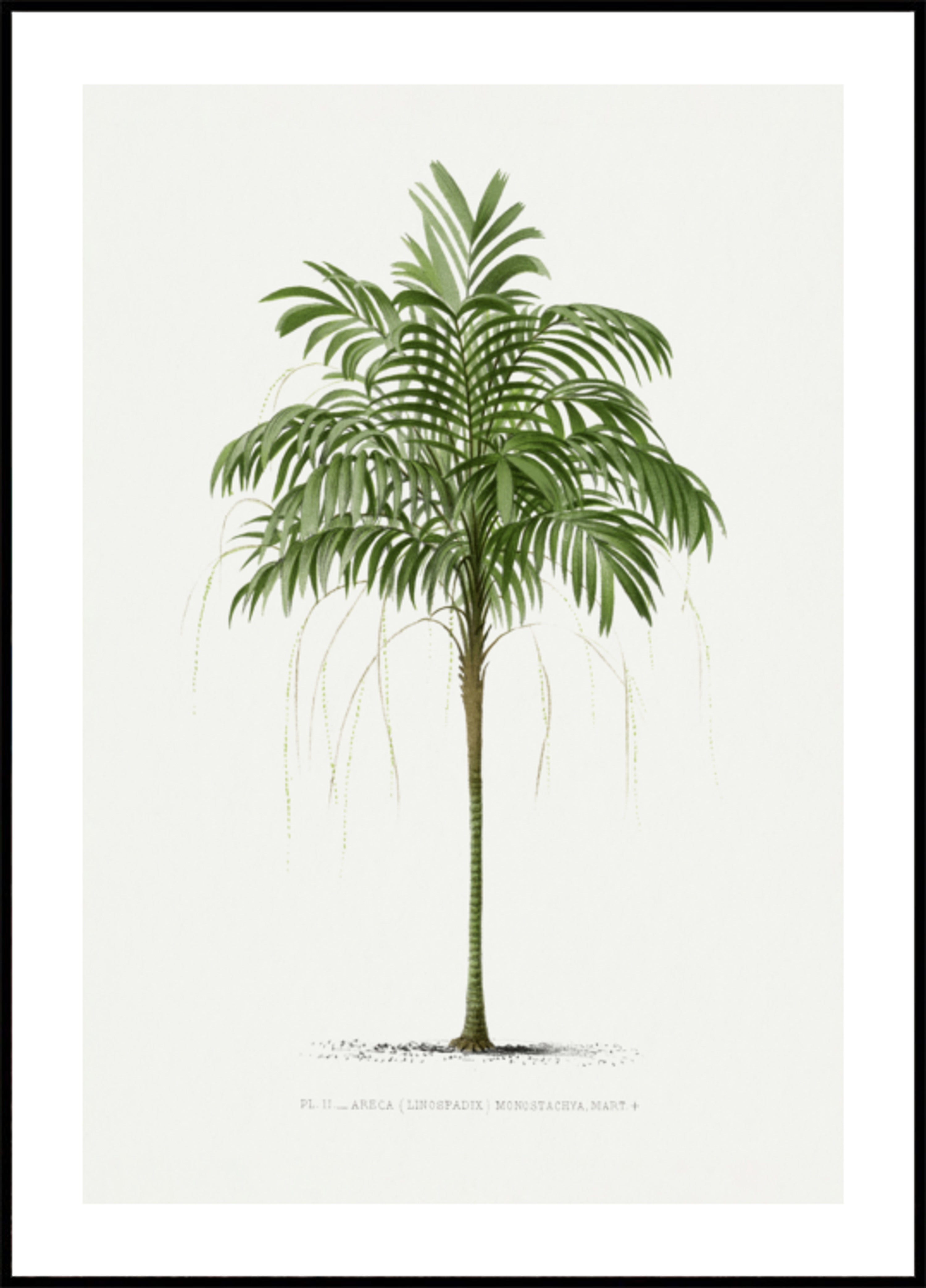 II Areca Monostachya