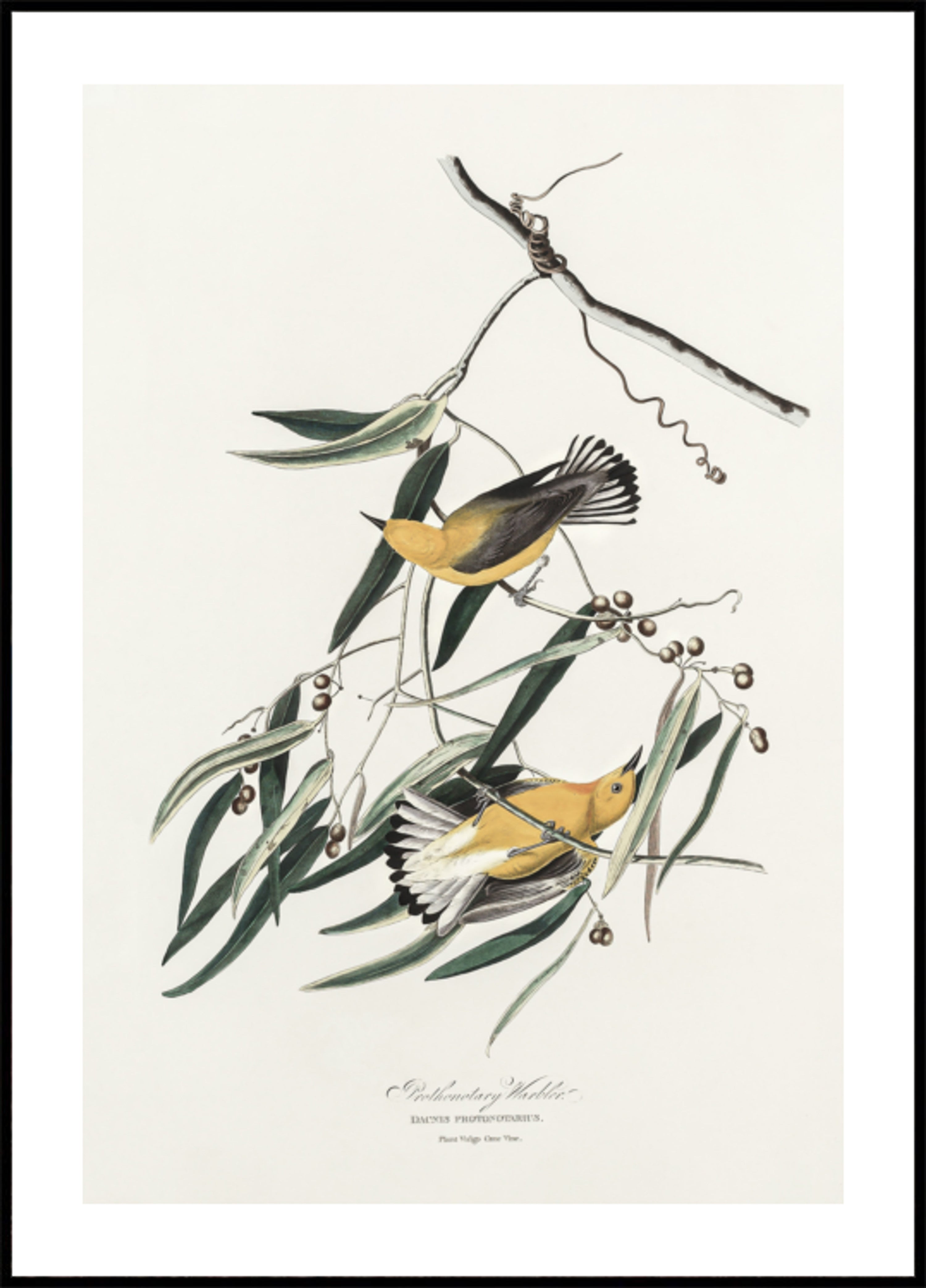 Prothonotary Warbler von Birds of America (1827)