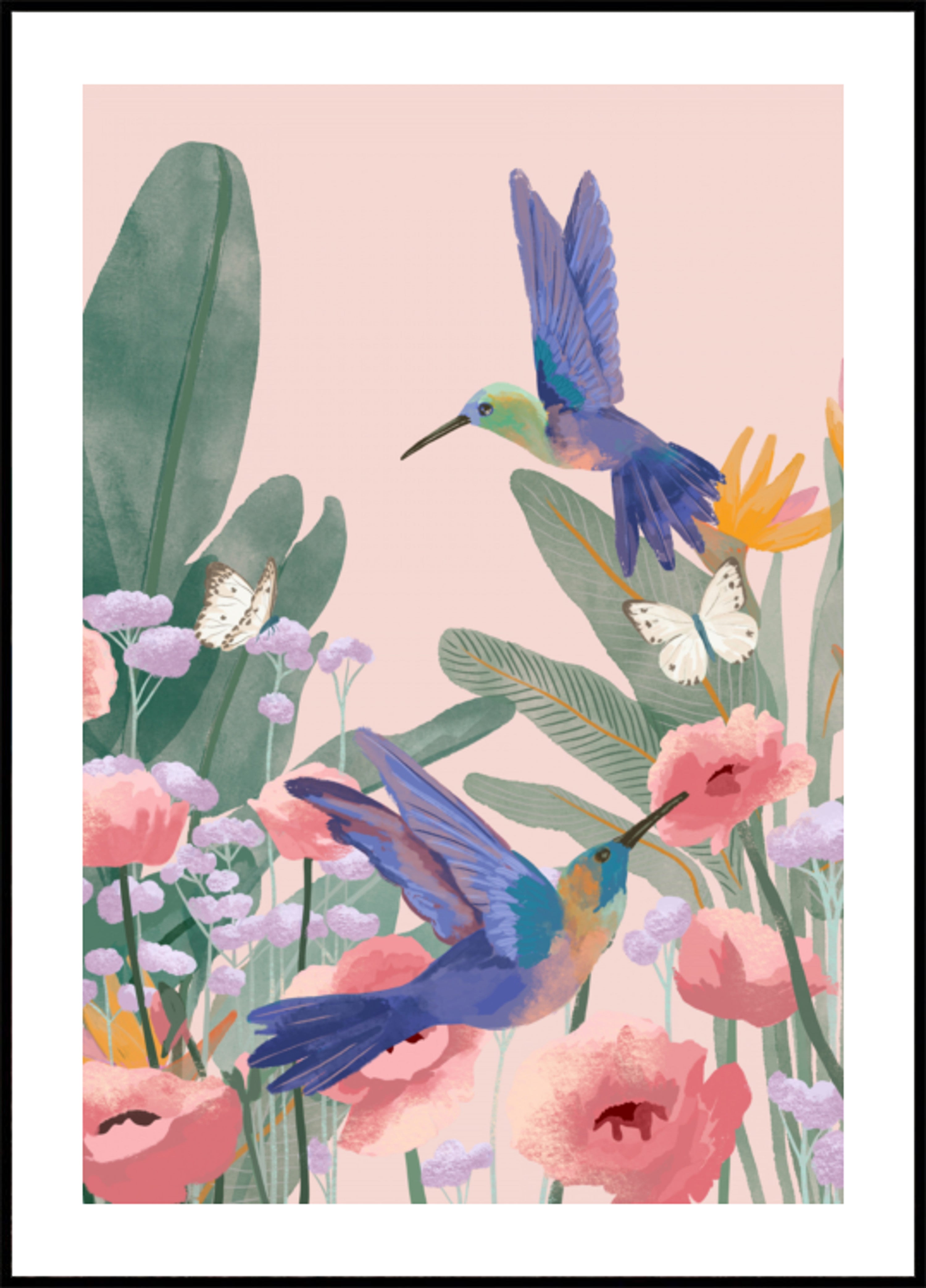 Kolibris