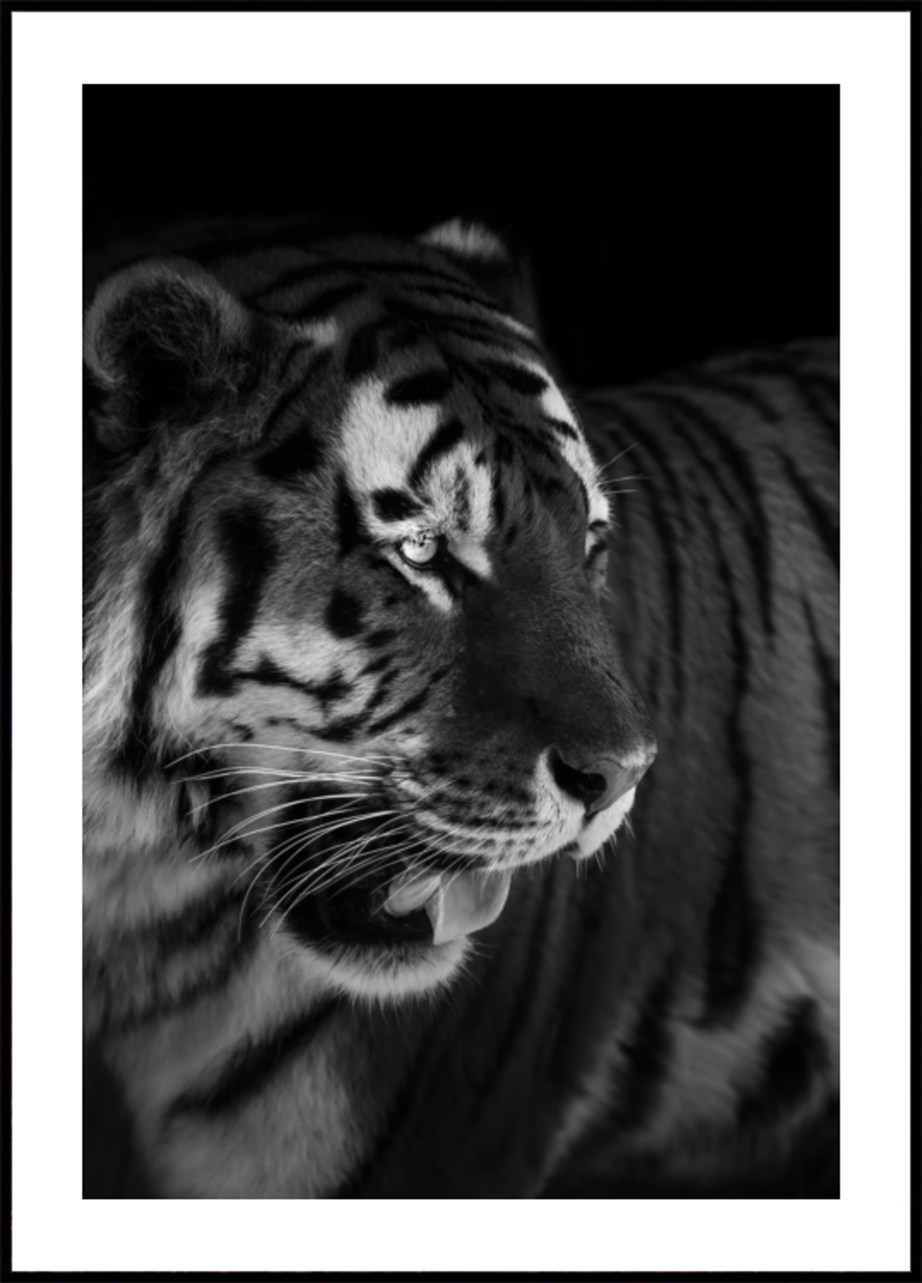 Wildes Tigerporträt
