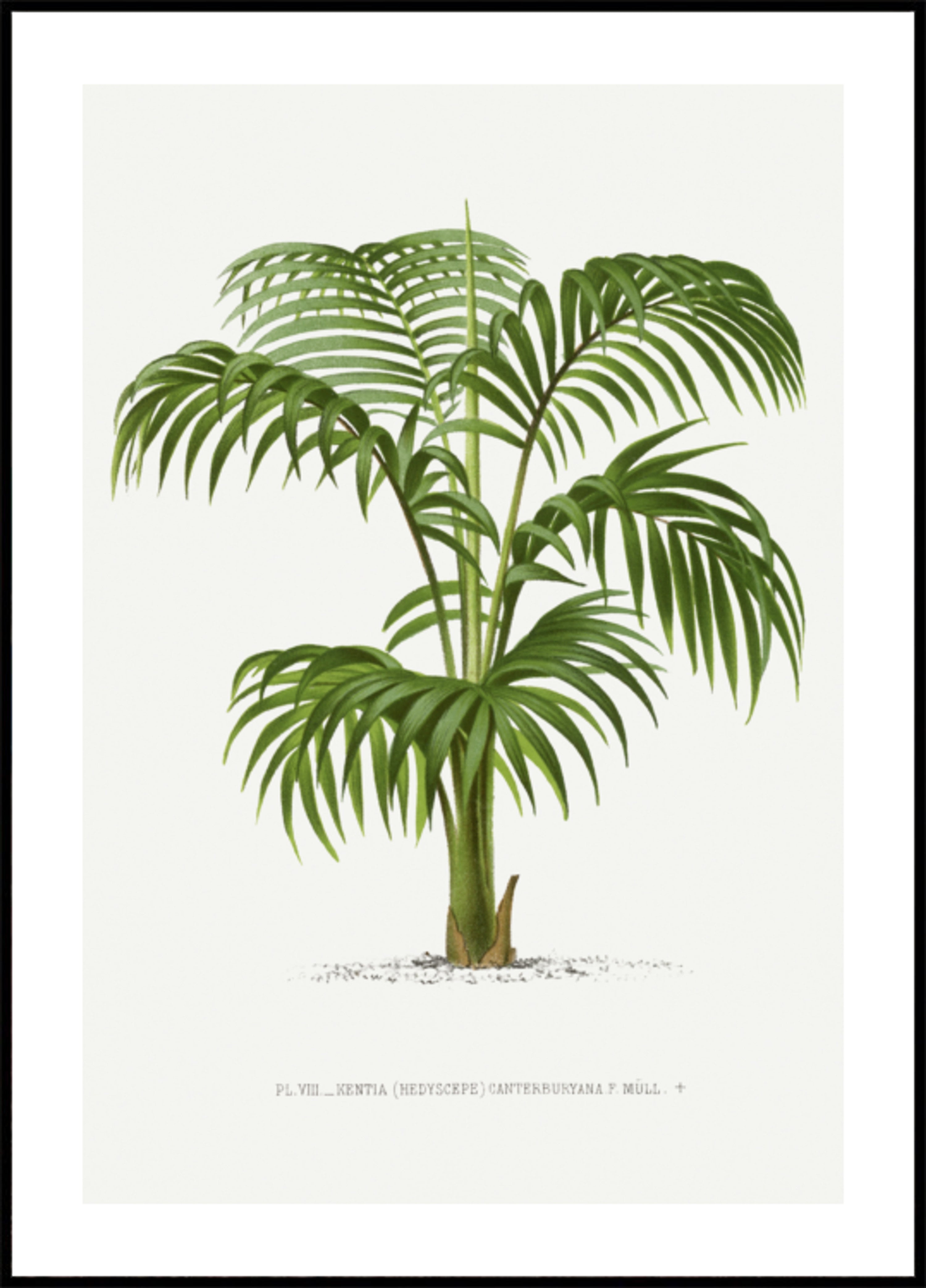 Kentia VII