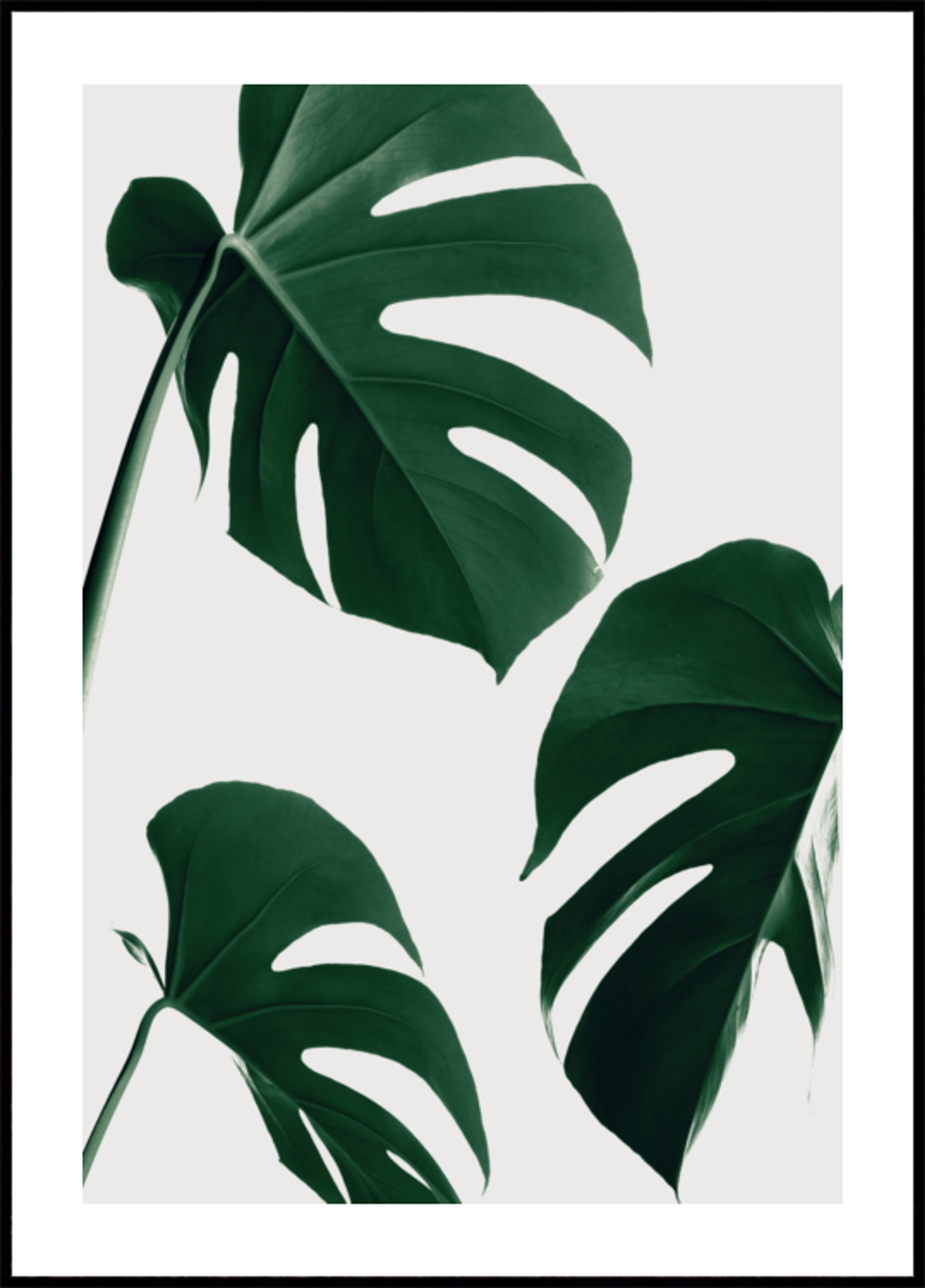 Frische grüne Monstera-Blätter
