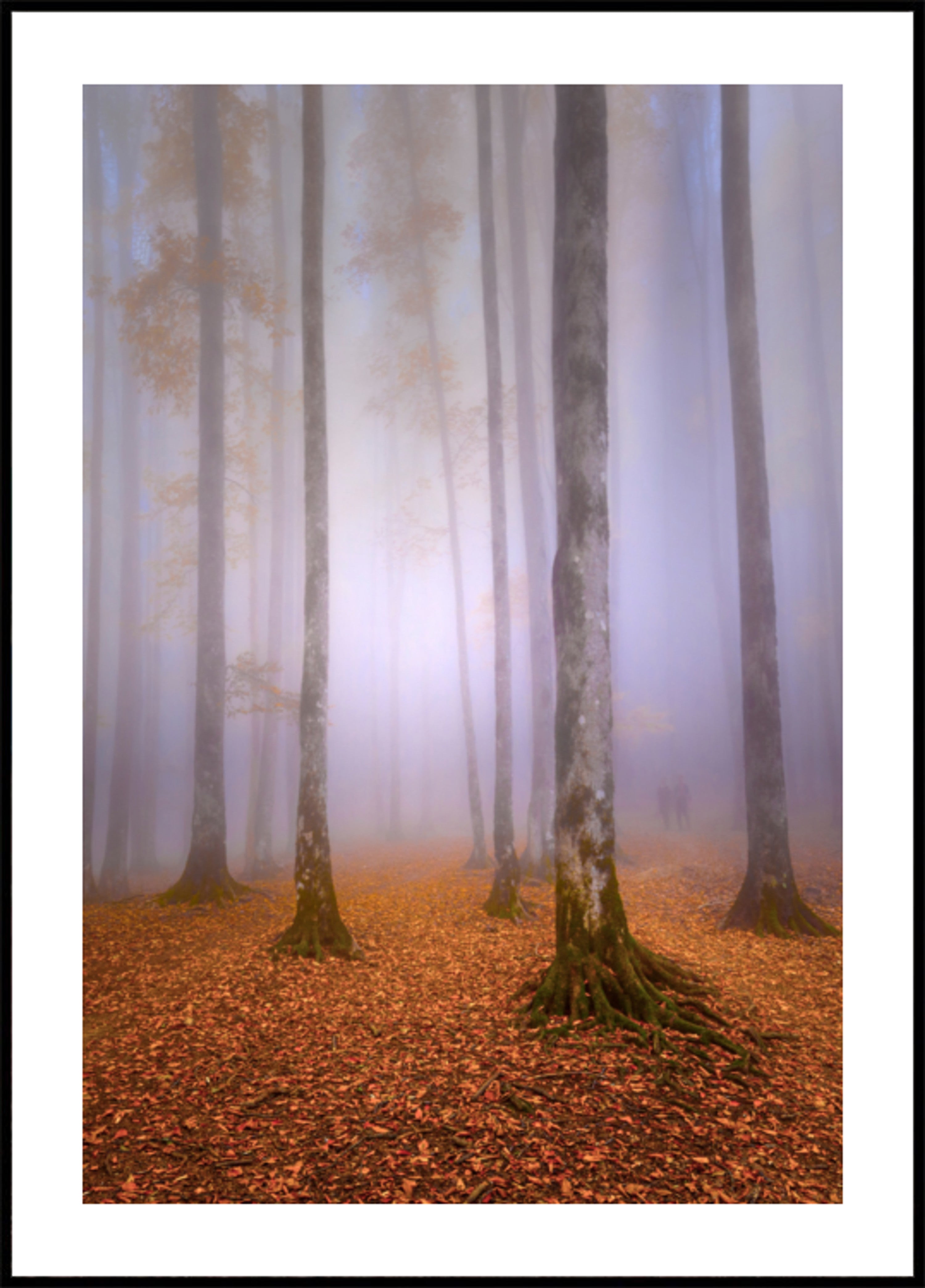Nebliger Herbstwald