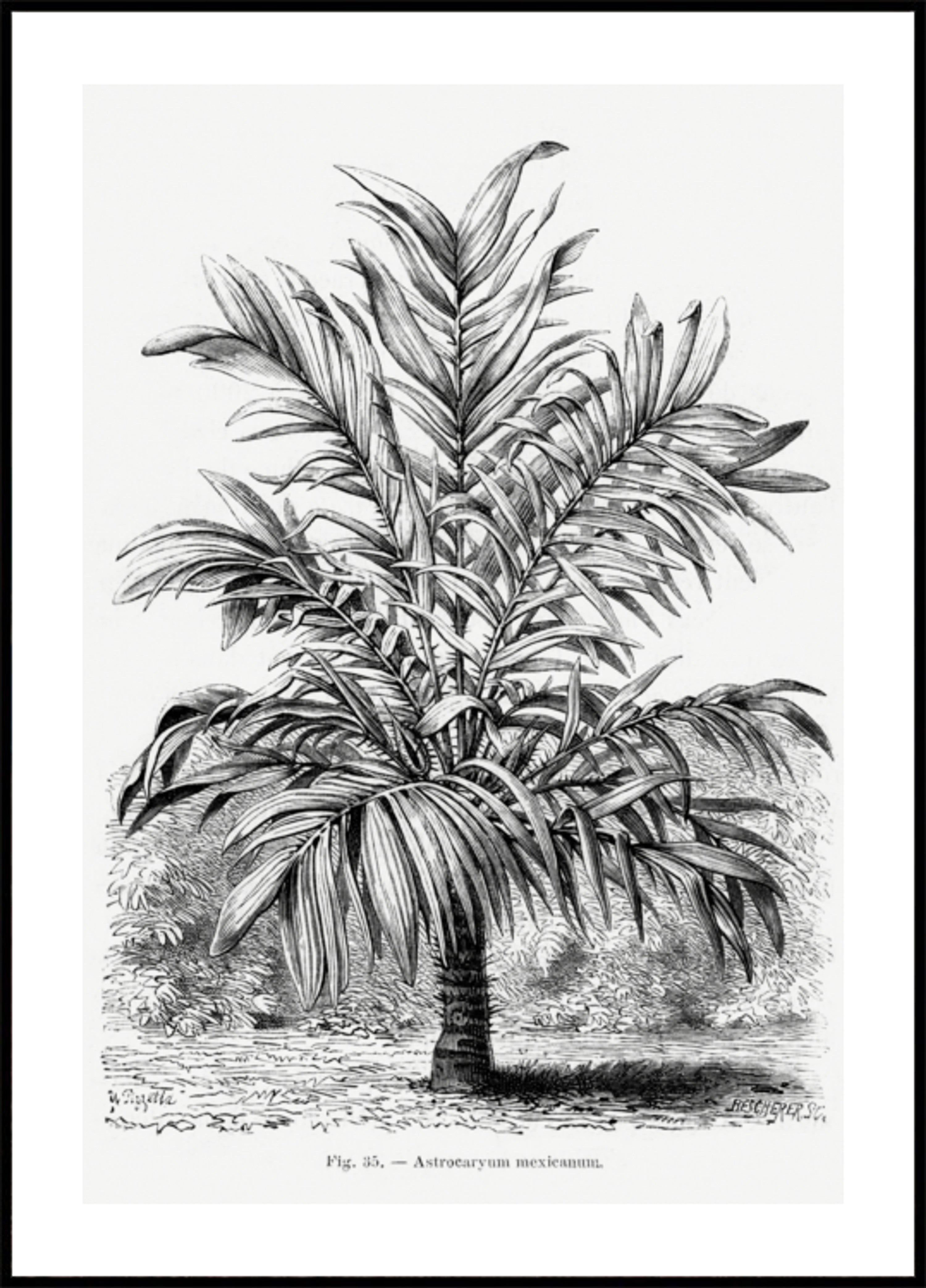 Vintage Palme Zeichnung Ix