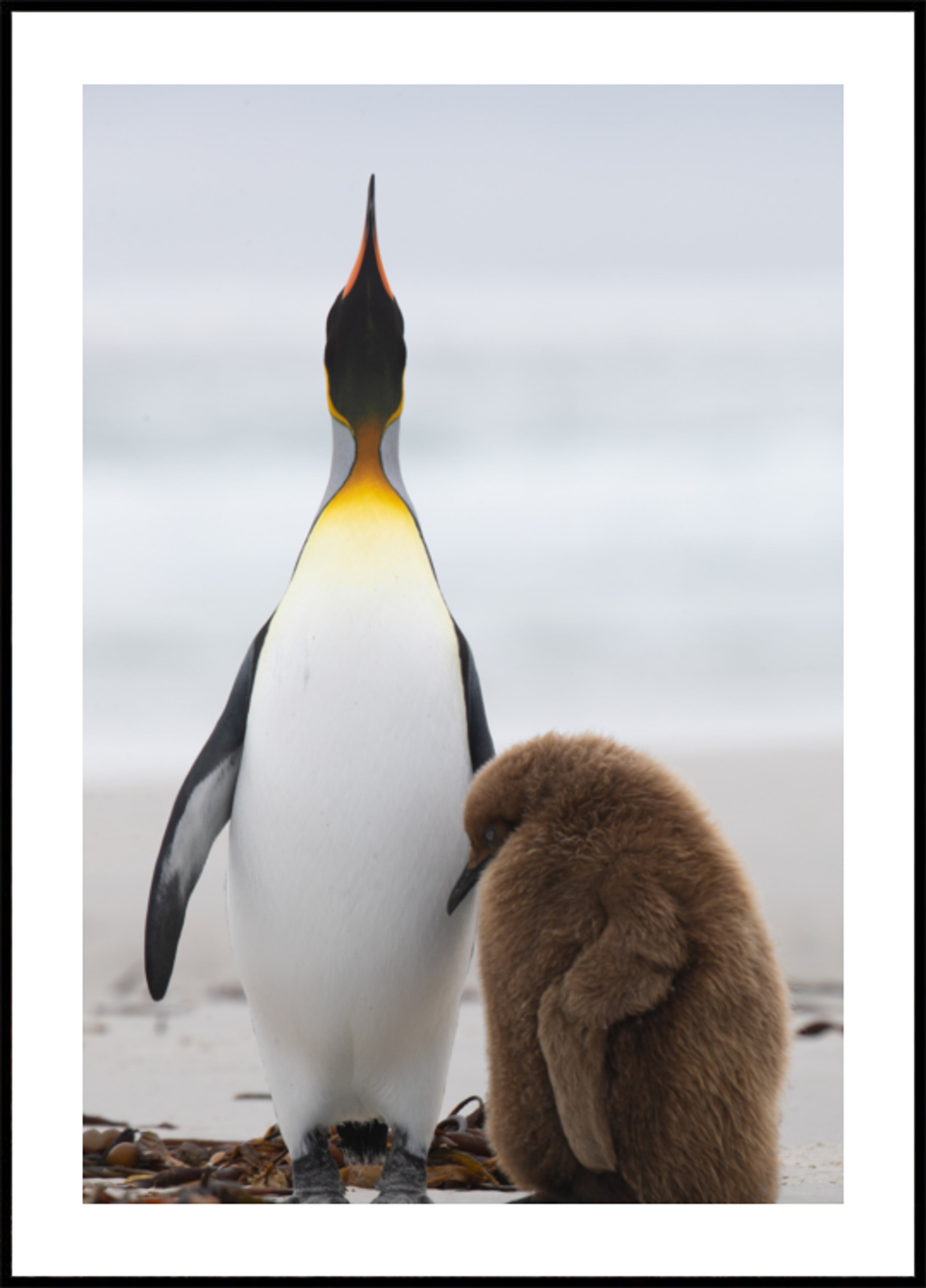 Pinguinfamilie am Strand