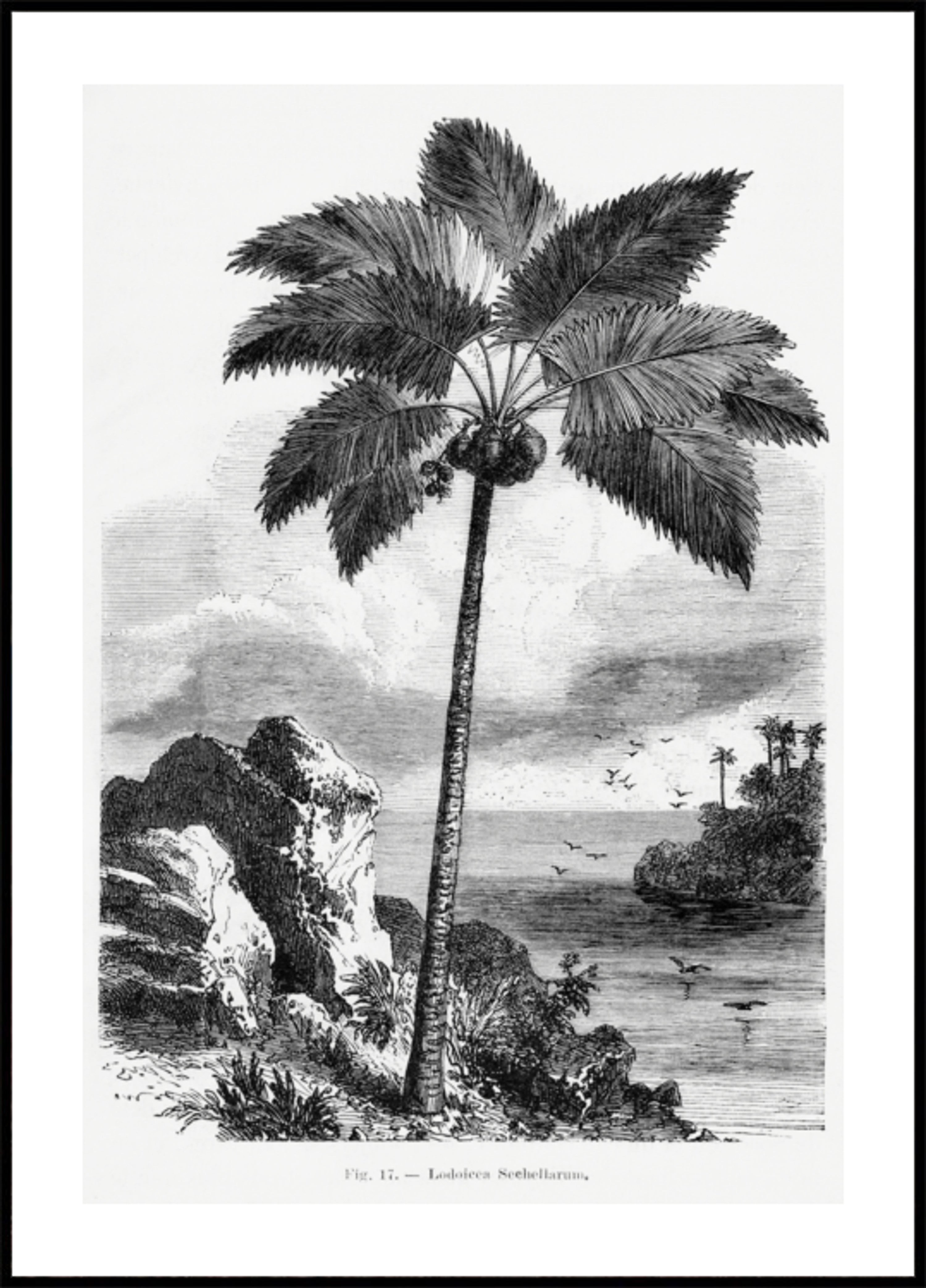 Vintage Palmenzeichnung I