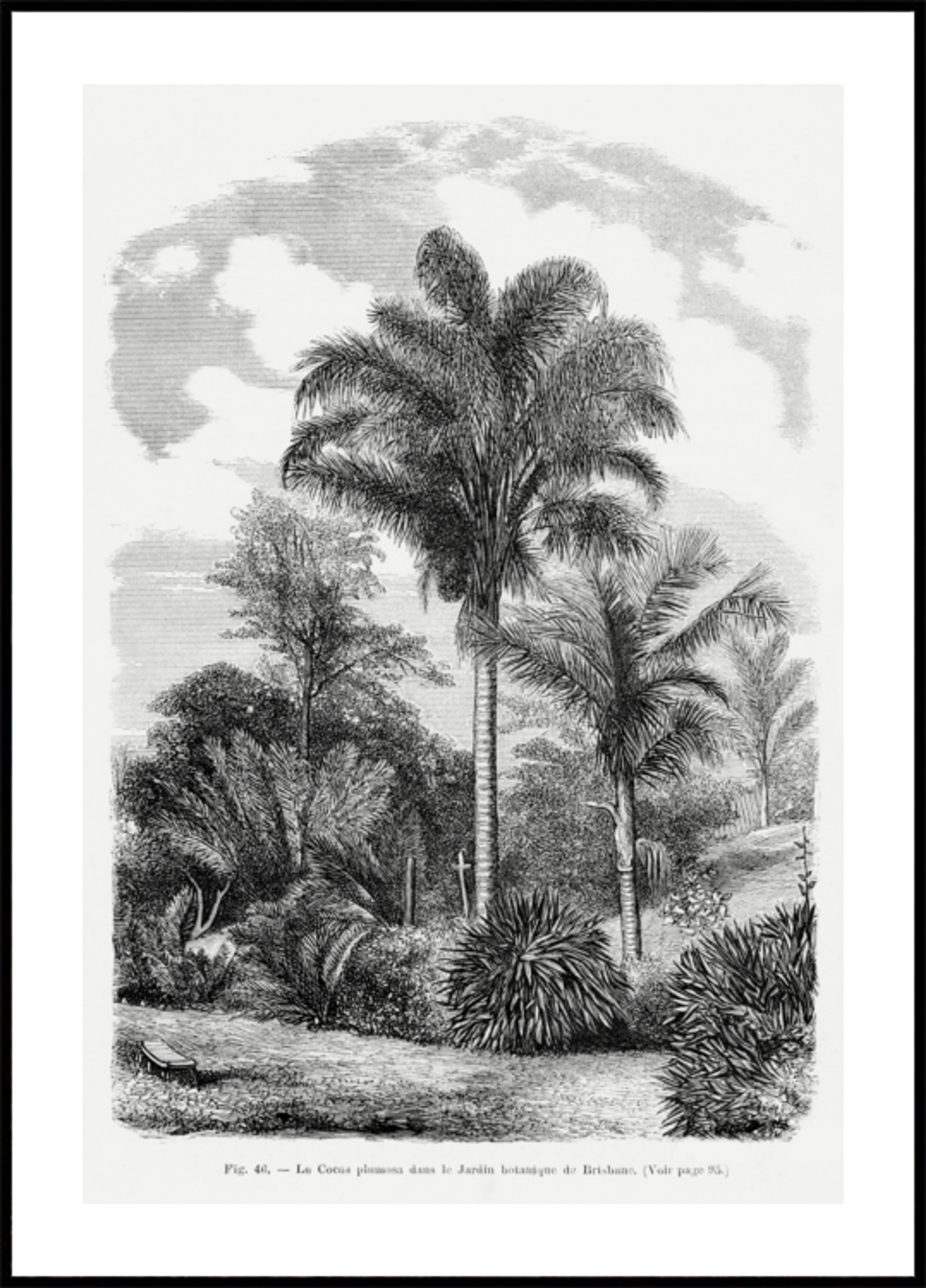 Vintage Palm Tree Drawing Vi