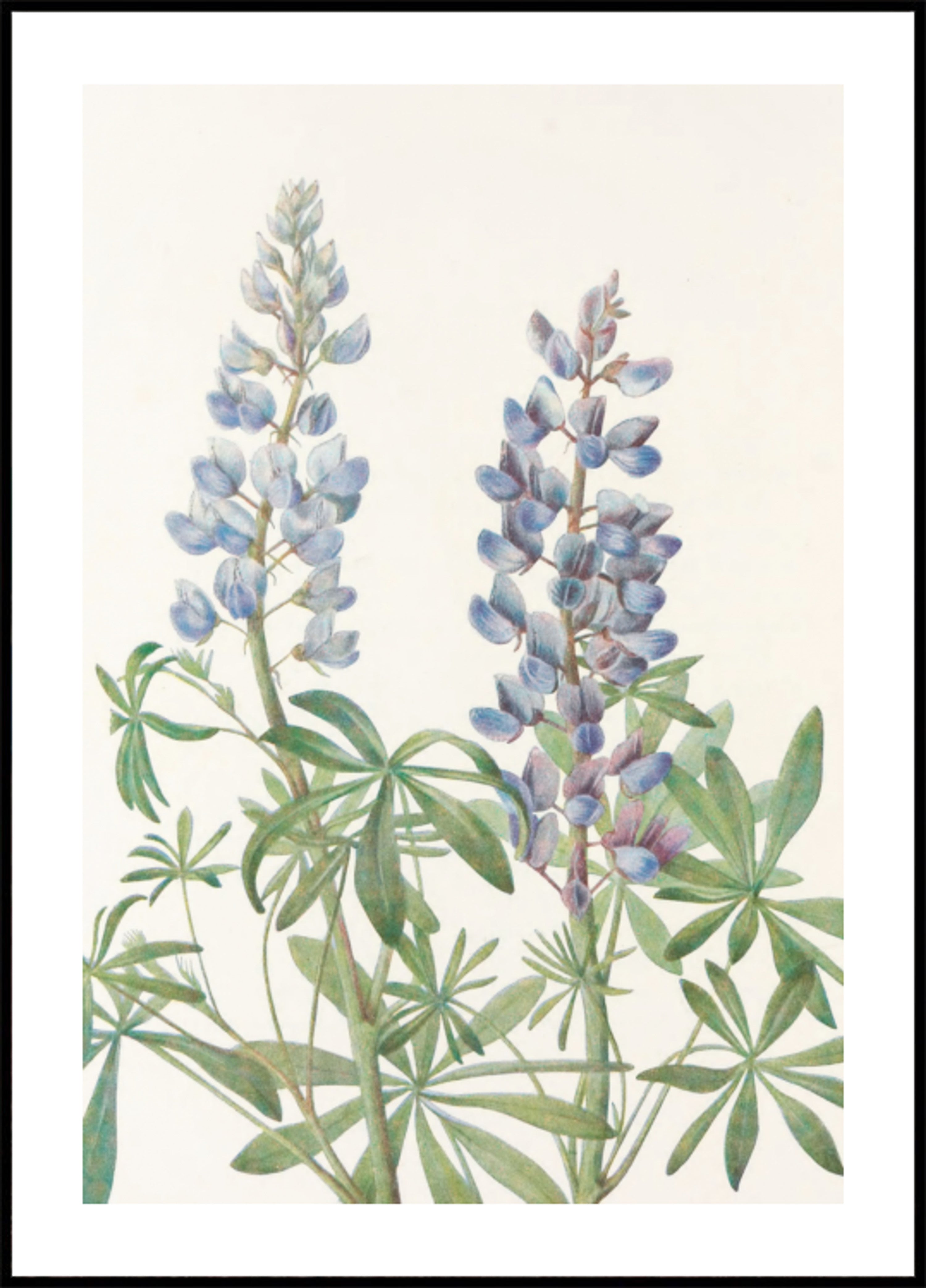Sonnenuhr Lupine aus nordamerikanischen Wildblumen (1925) von Mary Vaux Walcott