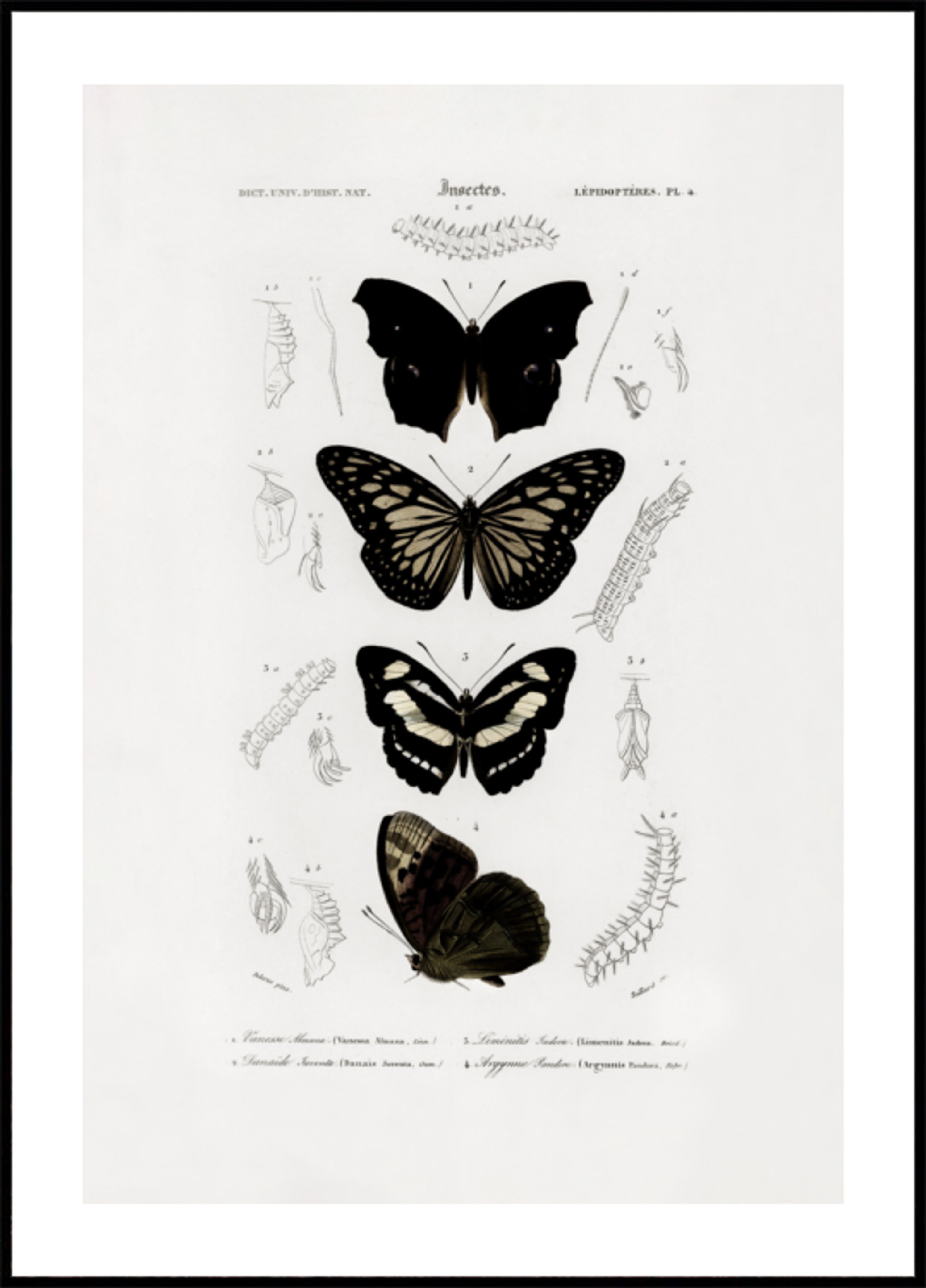 Sammlung von Schmetterlingen 01
