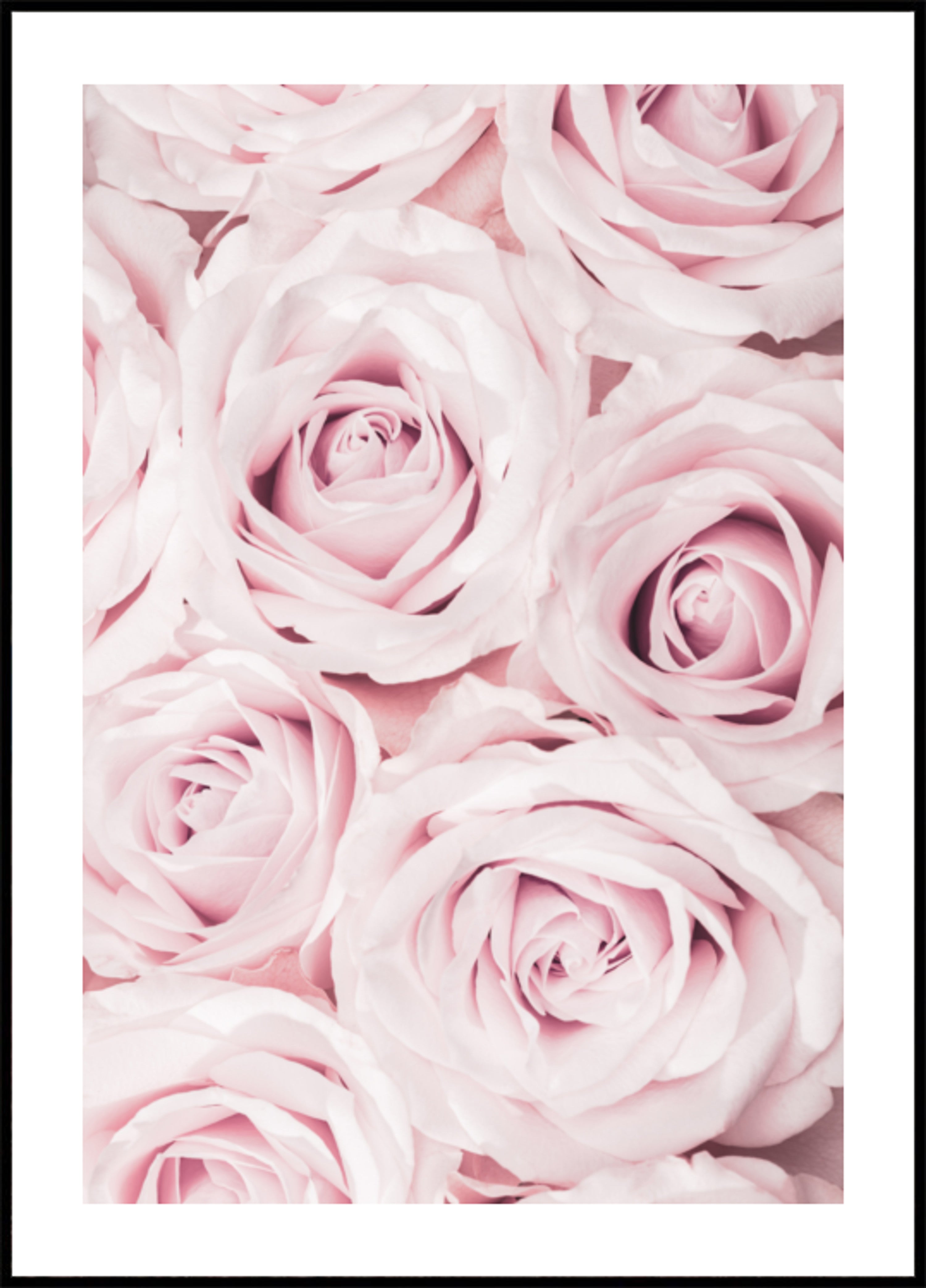 Zarte rosa Rosen