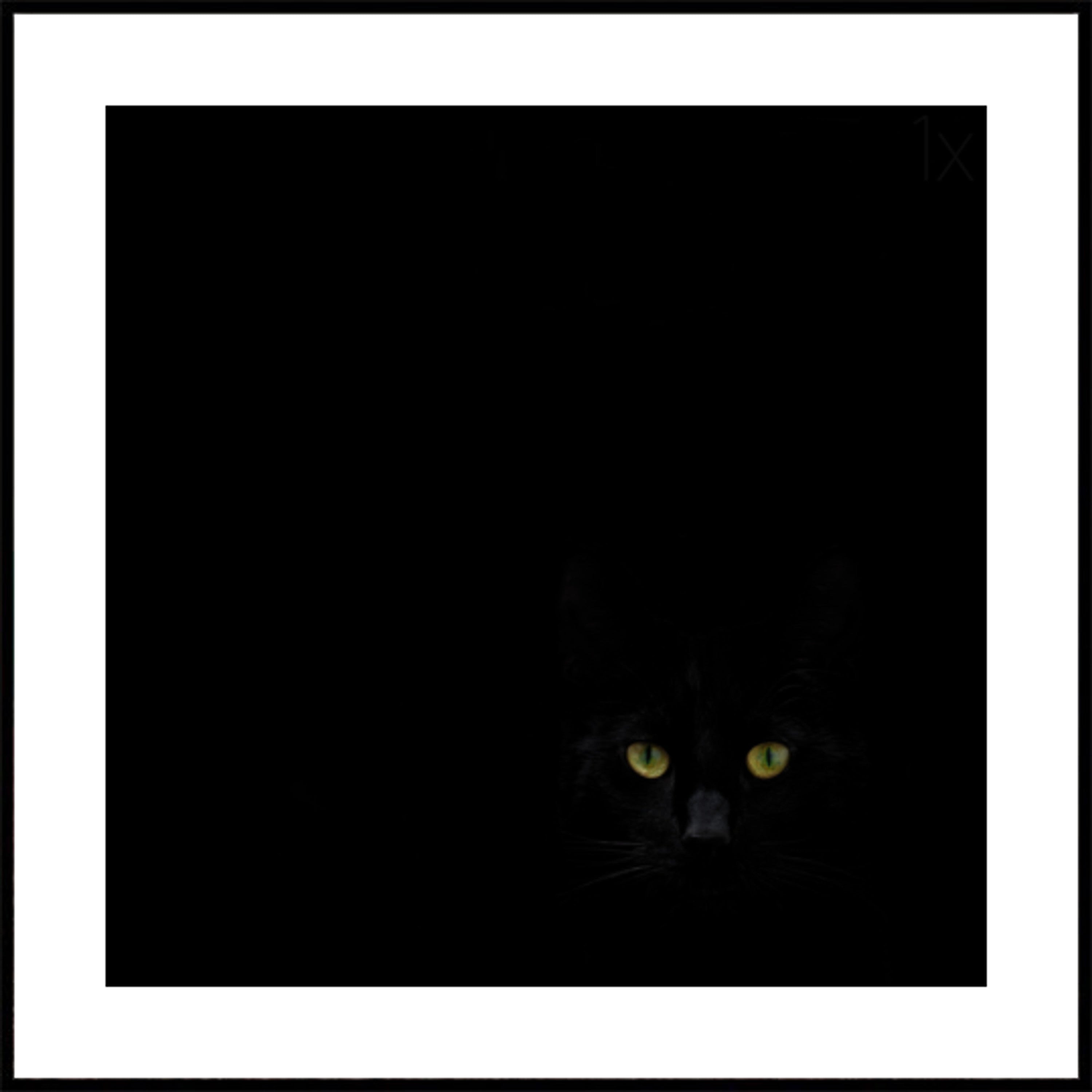 Der Blick der schwarzen Katze