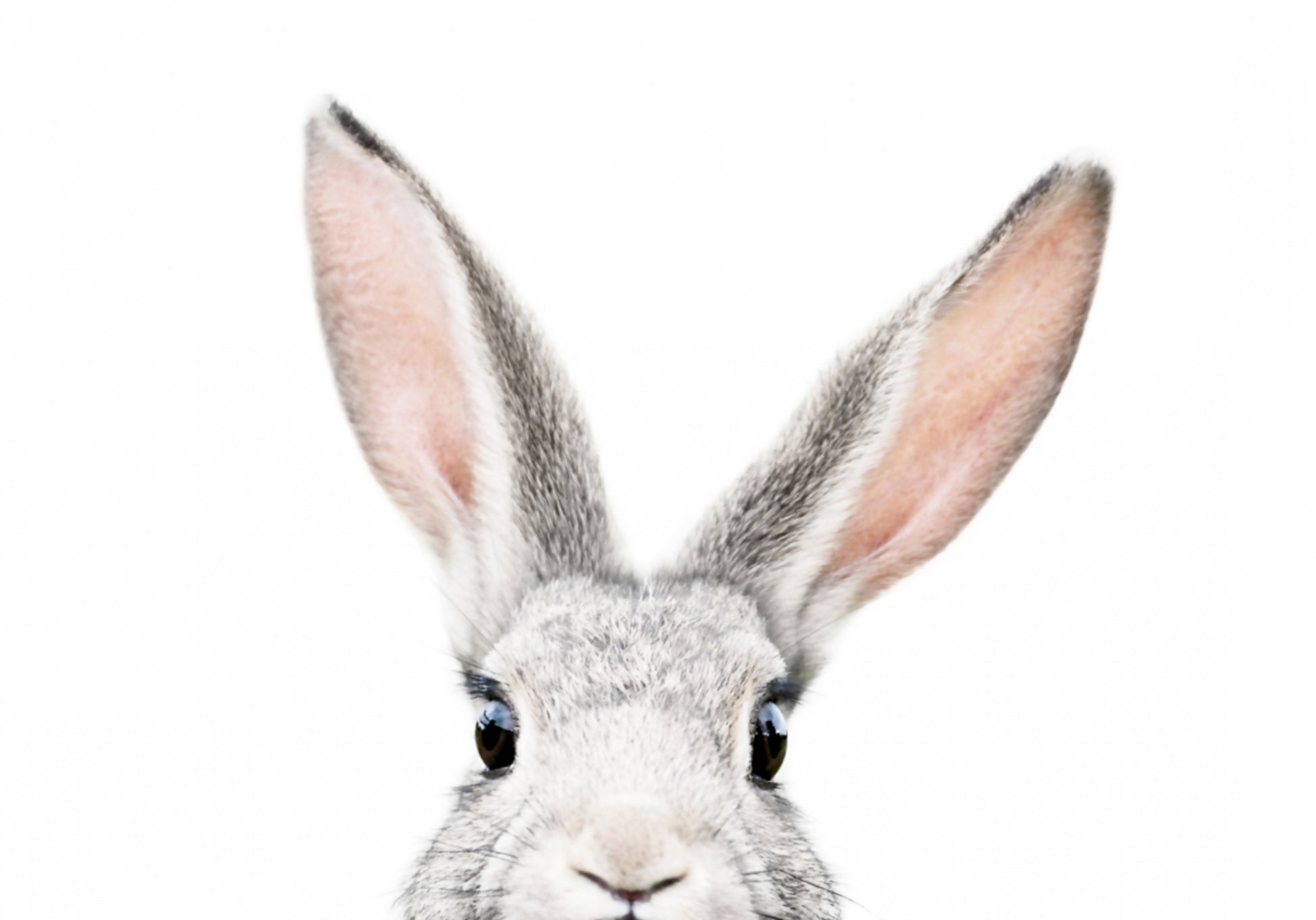 Spähender Hase