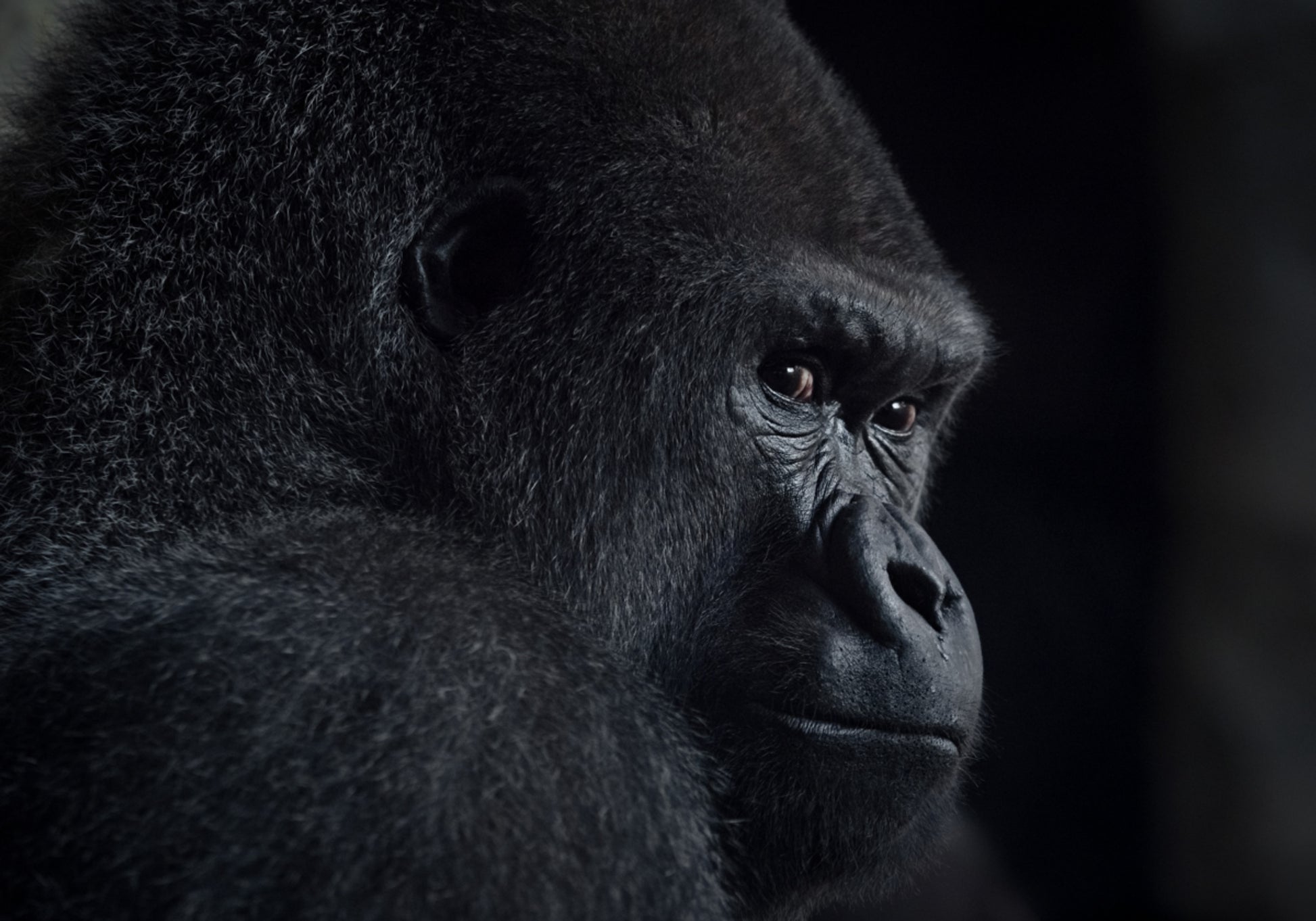 Nachdenkliches Gorilla-Profil