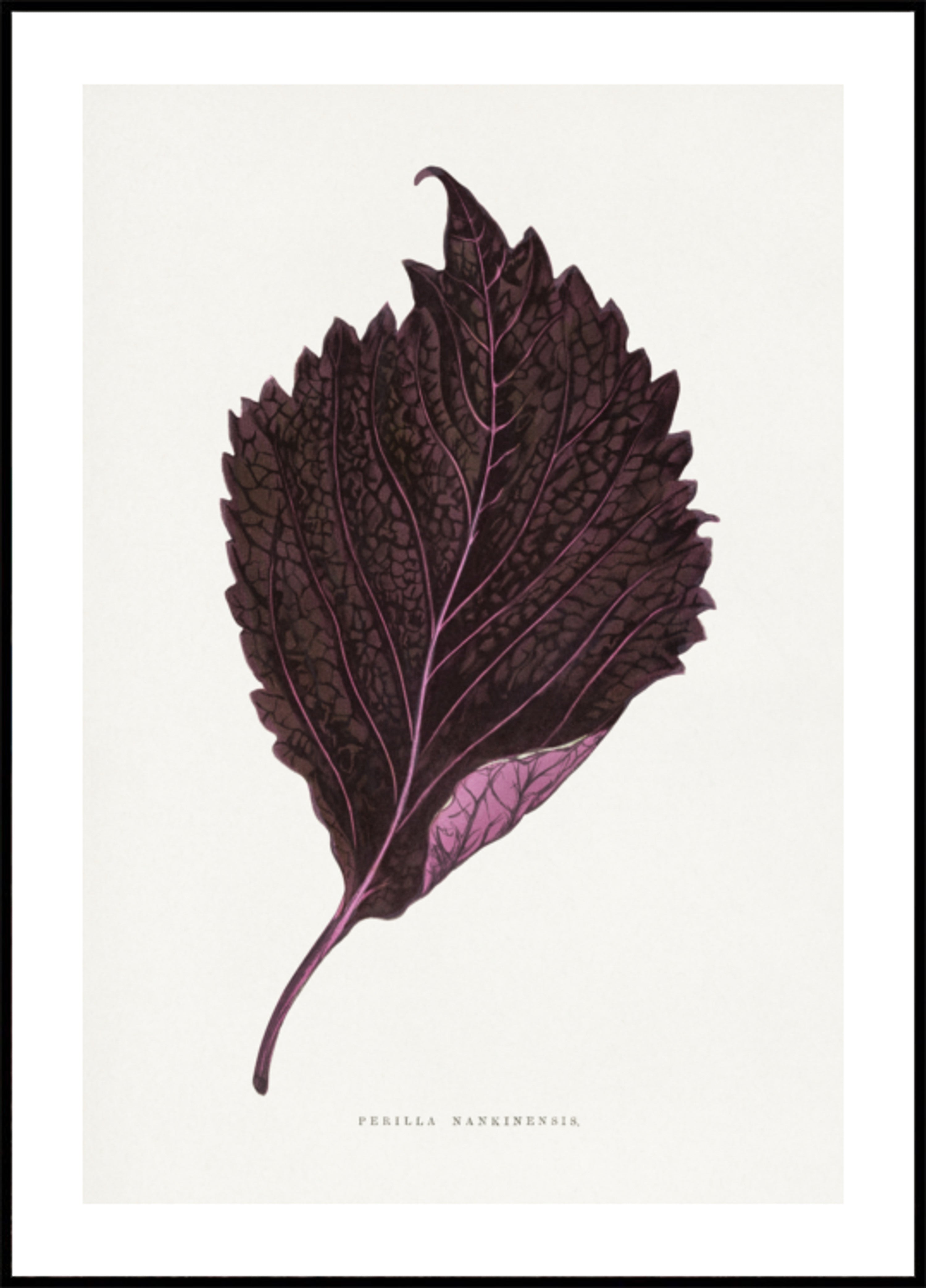 Rosa Perilla Nankinensis-Blattillustration