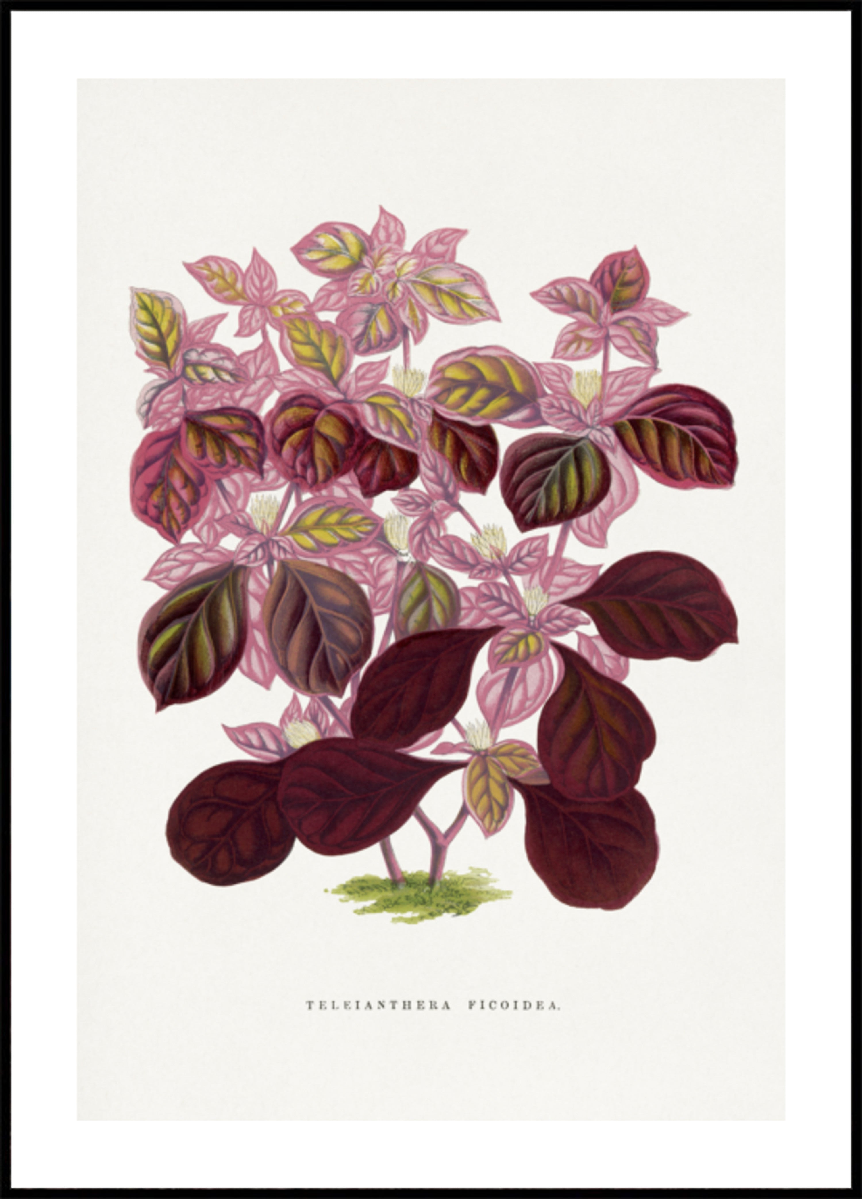 Rosa Teleianthera Ficoidea-Blatt-Illustration
