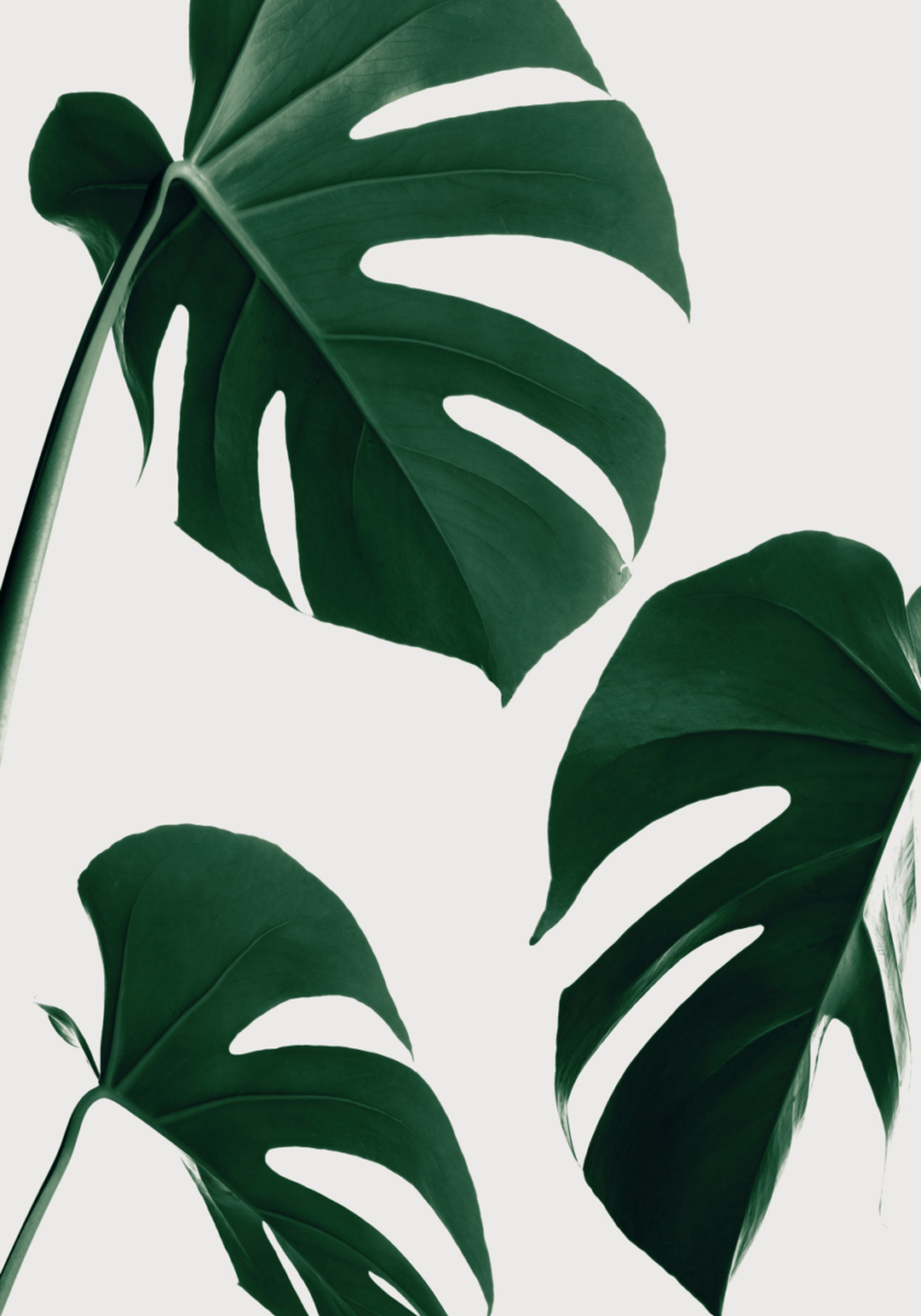 Frische grüne Monstera-Blätter
