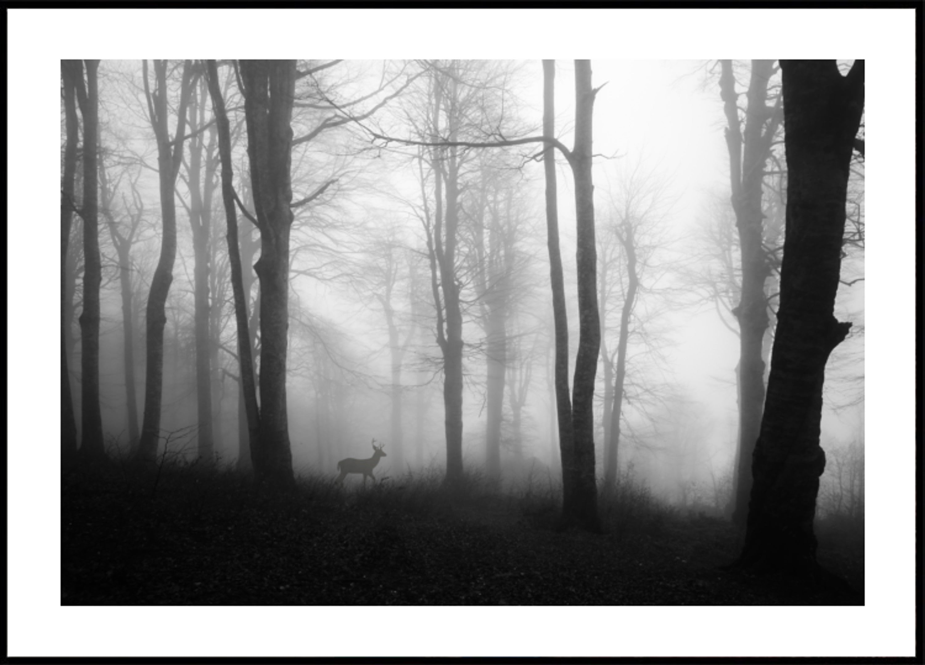 Nebliger Waldhirsch