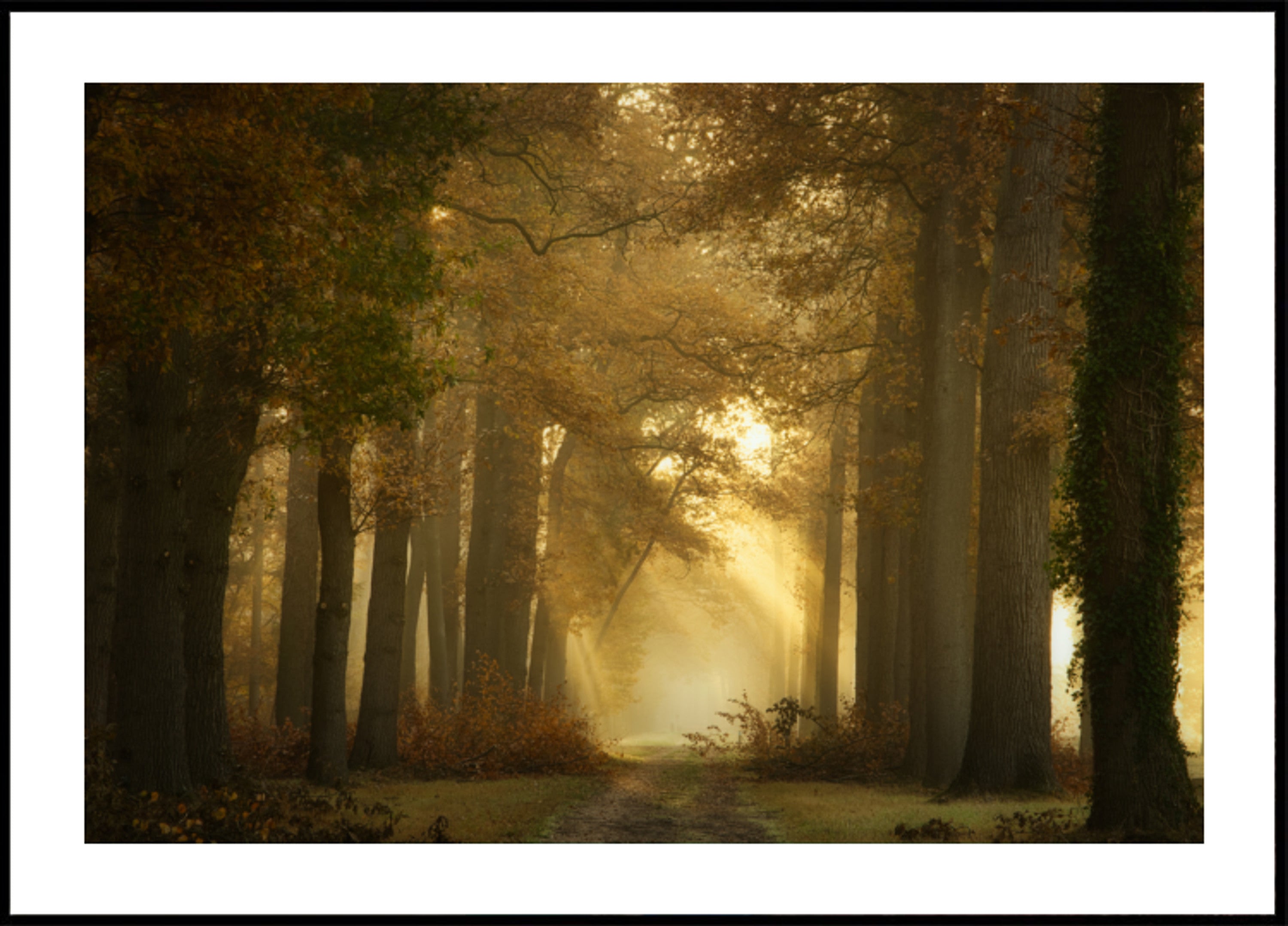 Goldener Morgenwaldweg
