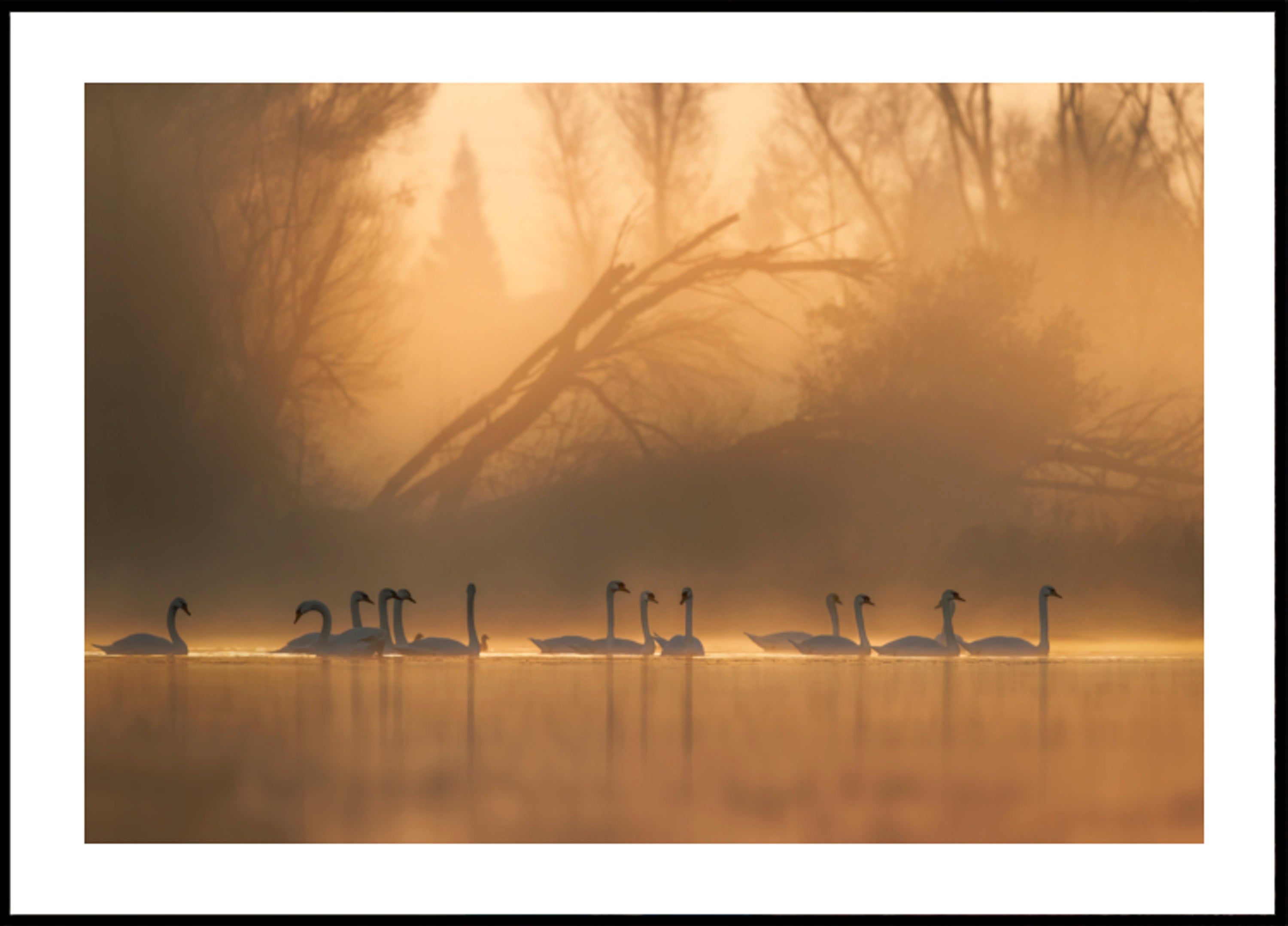 Schwäne im goldenen Nebel
