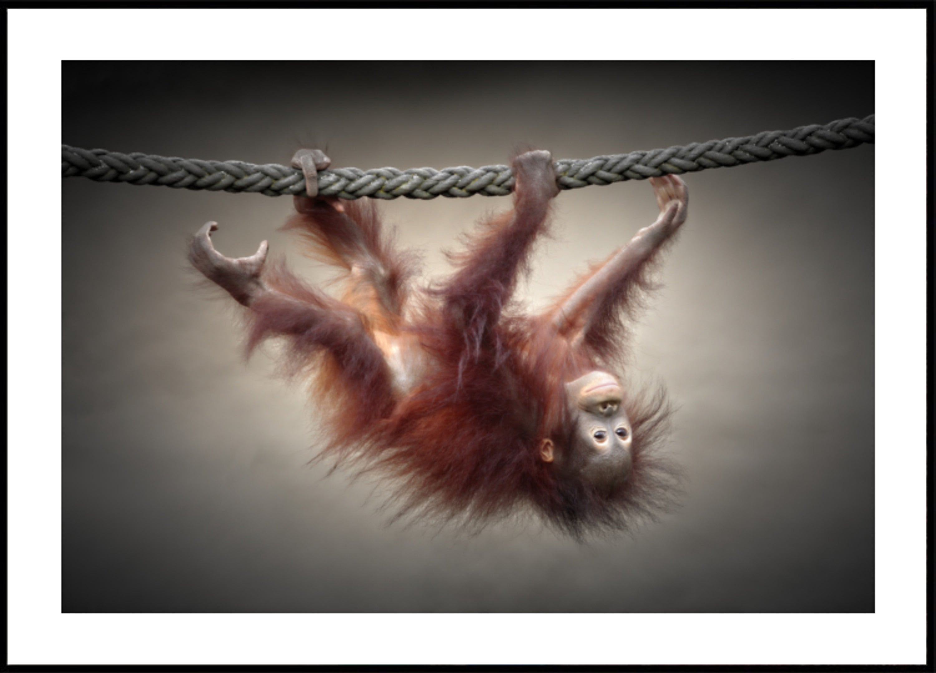 Verspielter Baby-Orang-Utan