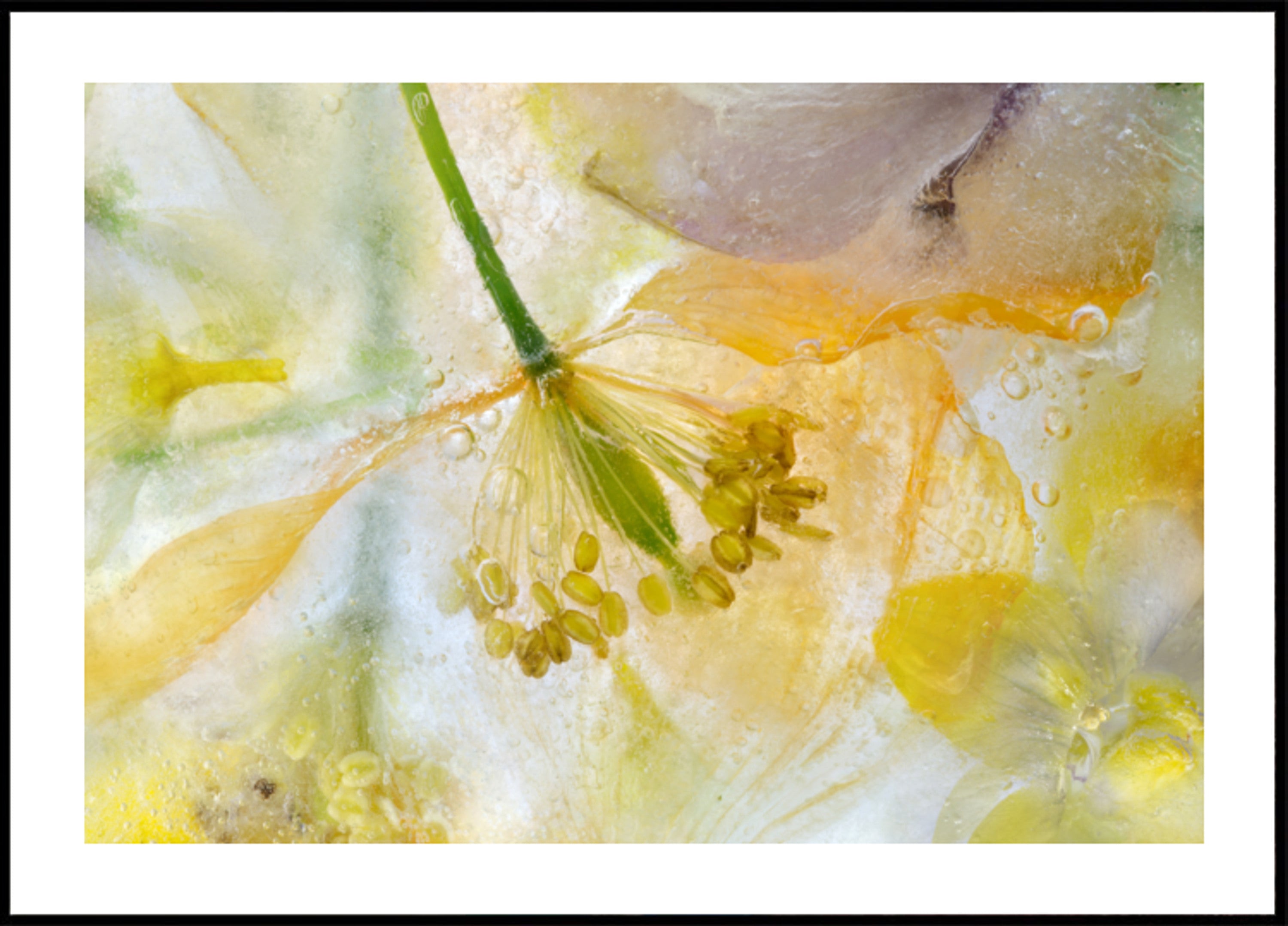 Mohn-Eis