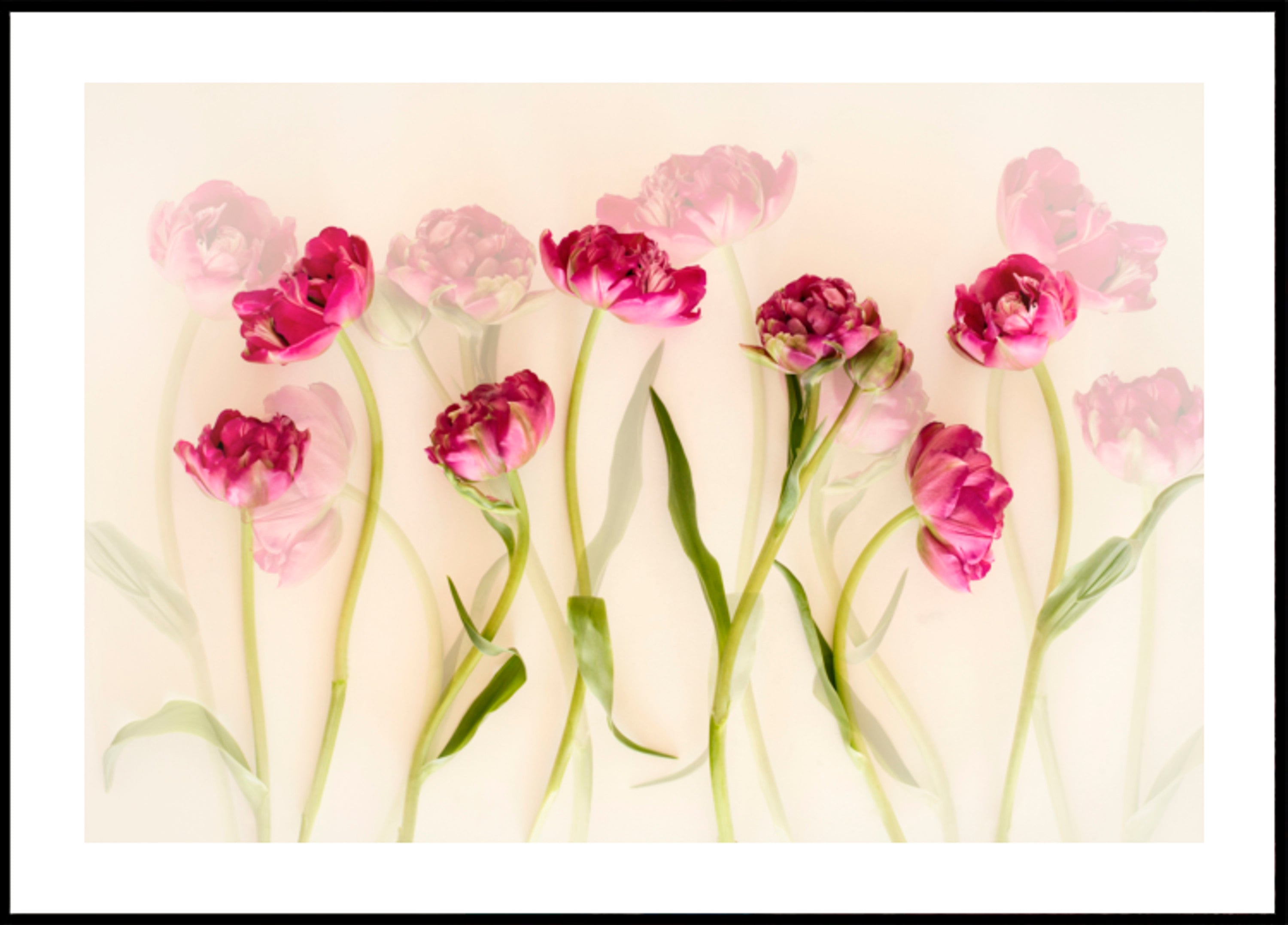 Verträumte rosa Tulpen