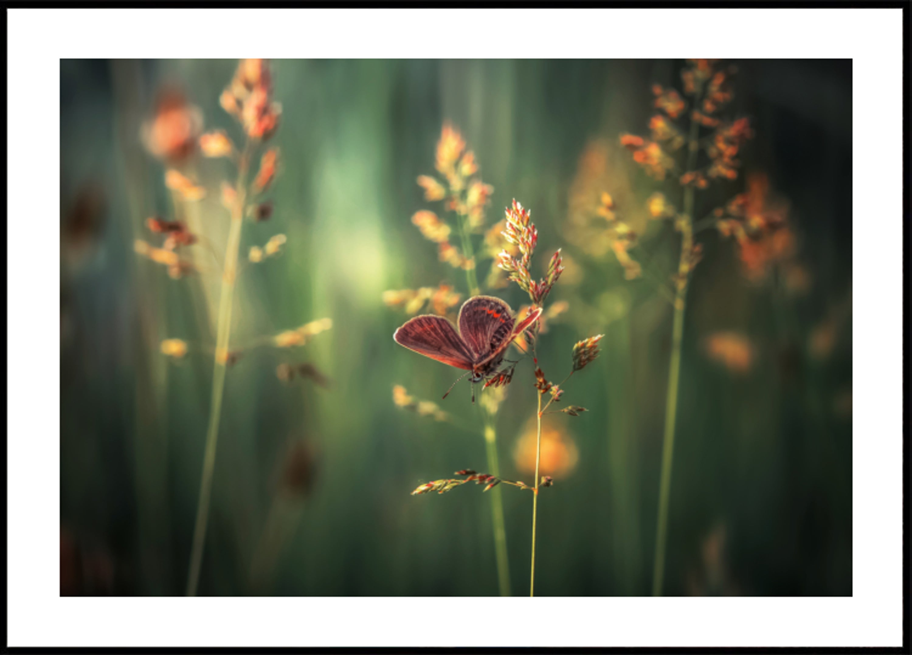 Goldener Stundenschmetterling