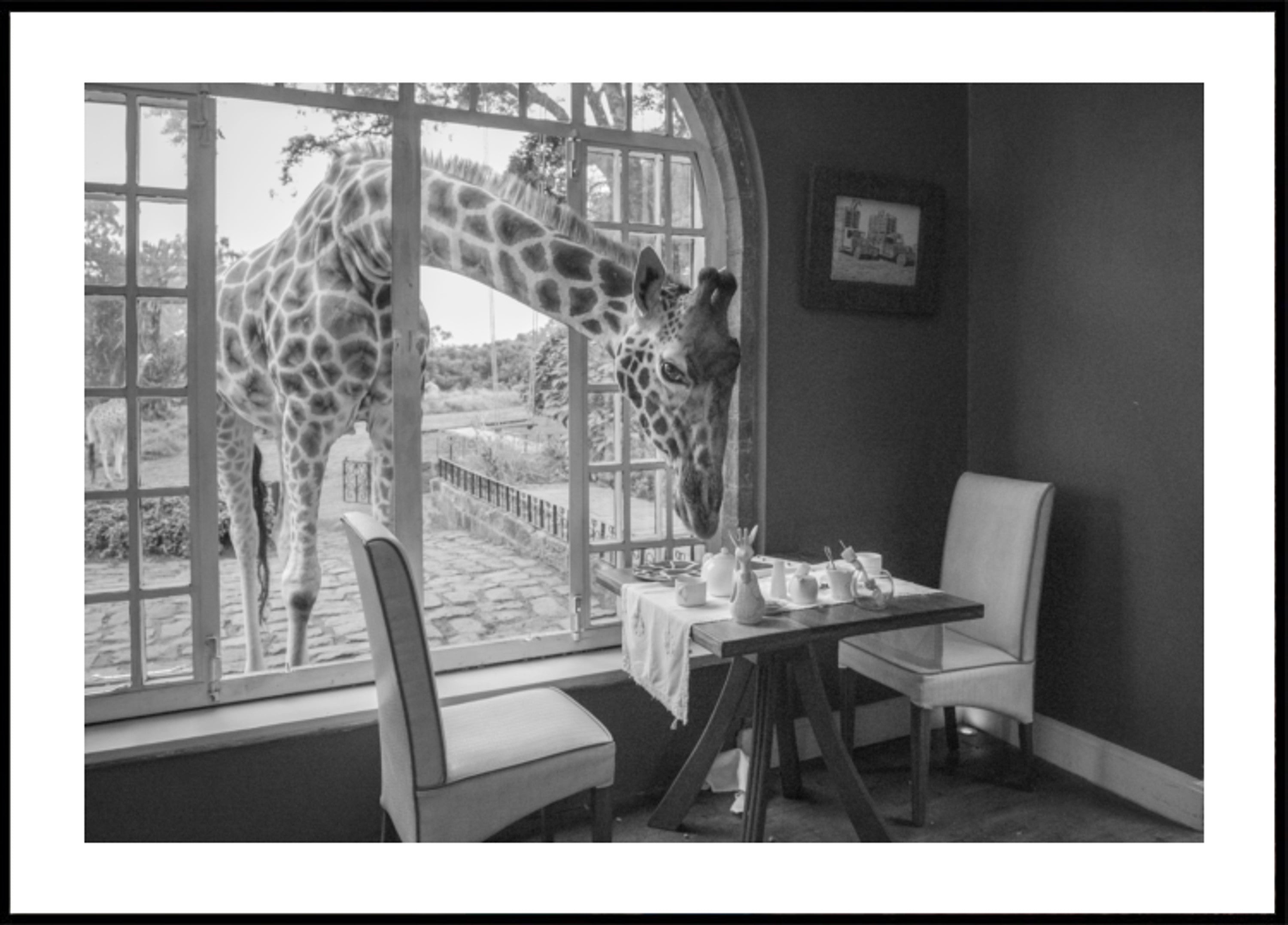 Morgen Giraffengast