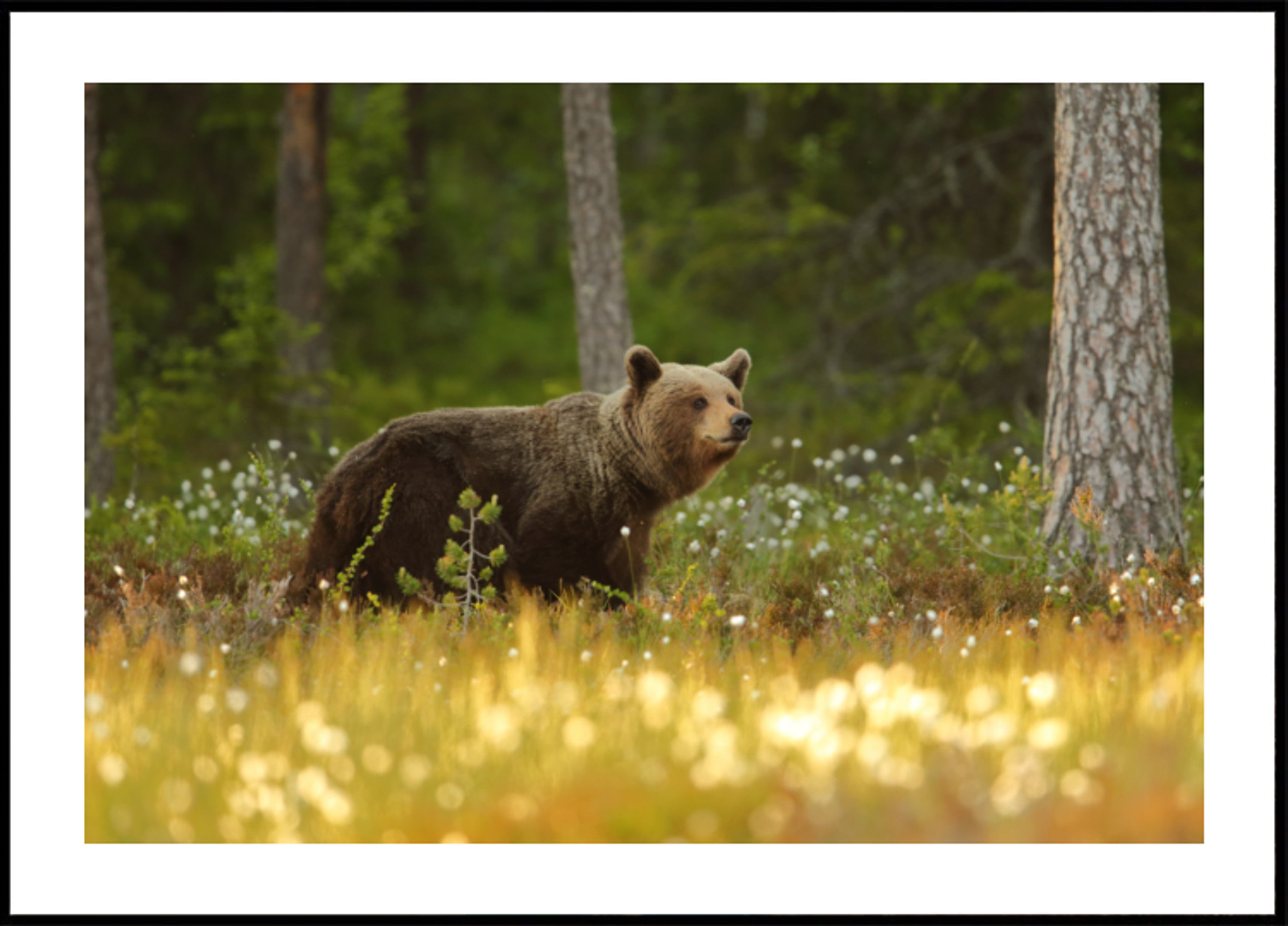 Braunbär im Wald