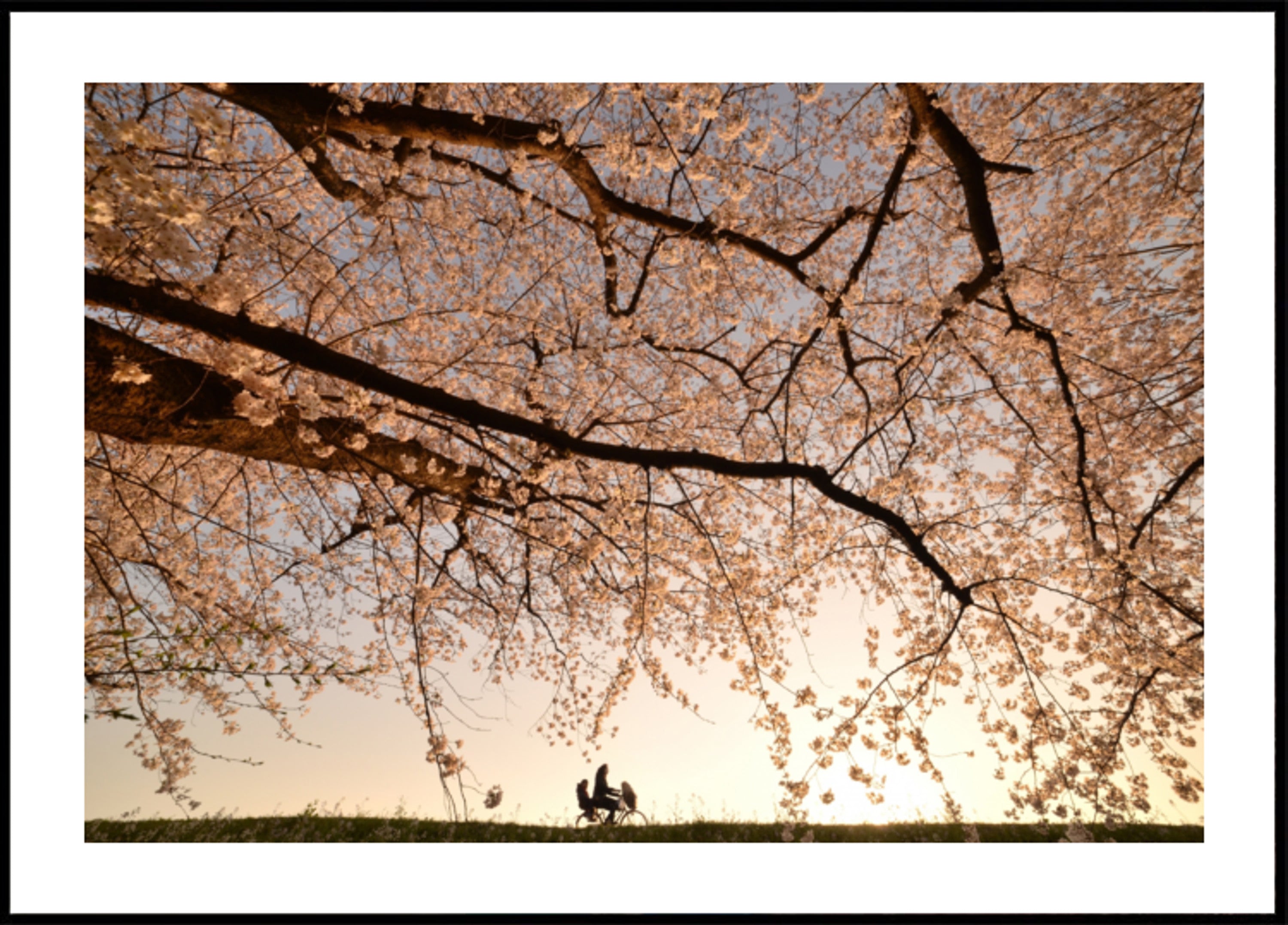Kirschblüten-Fahrt bei Sonnenuntergang