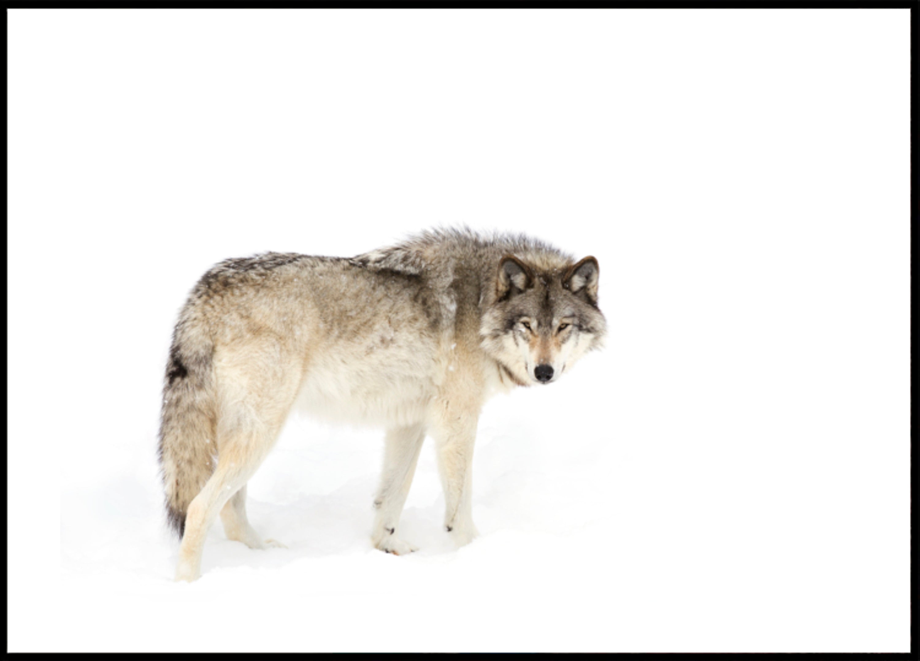 Wachsamer Winterwolf