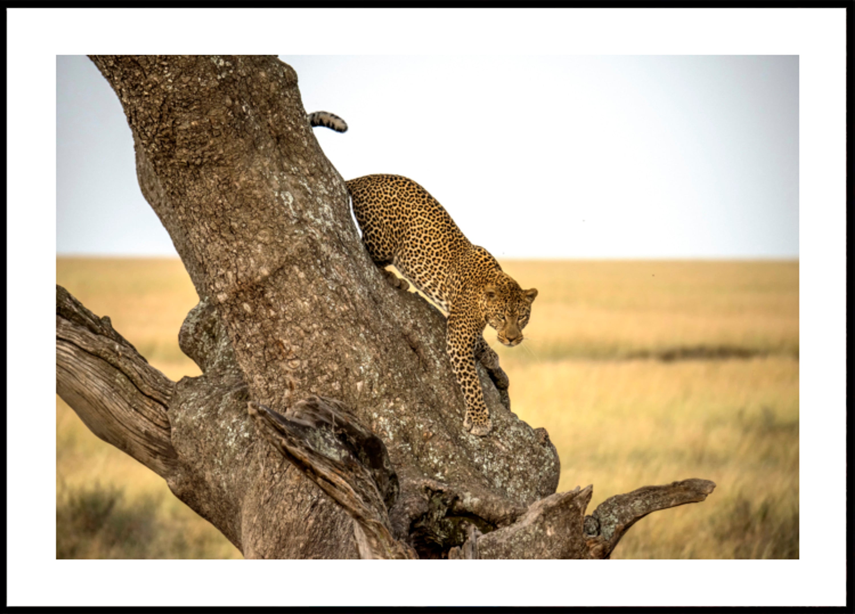 Absteigender Baum des Leoparden